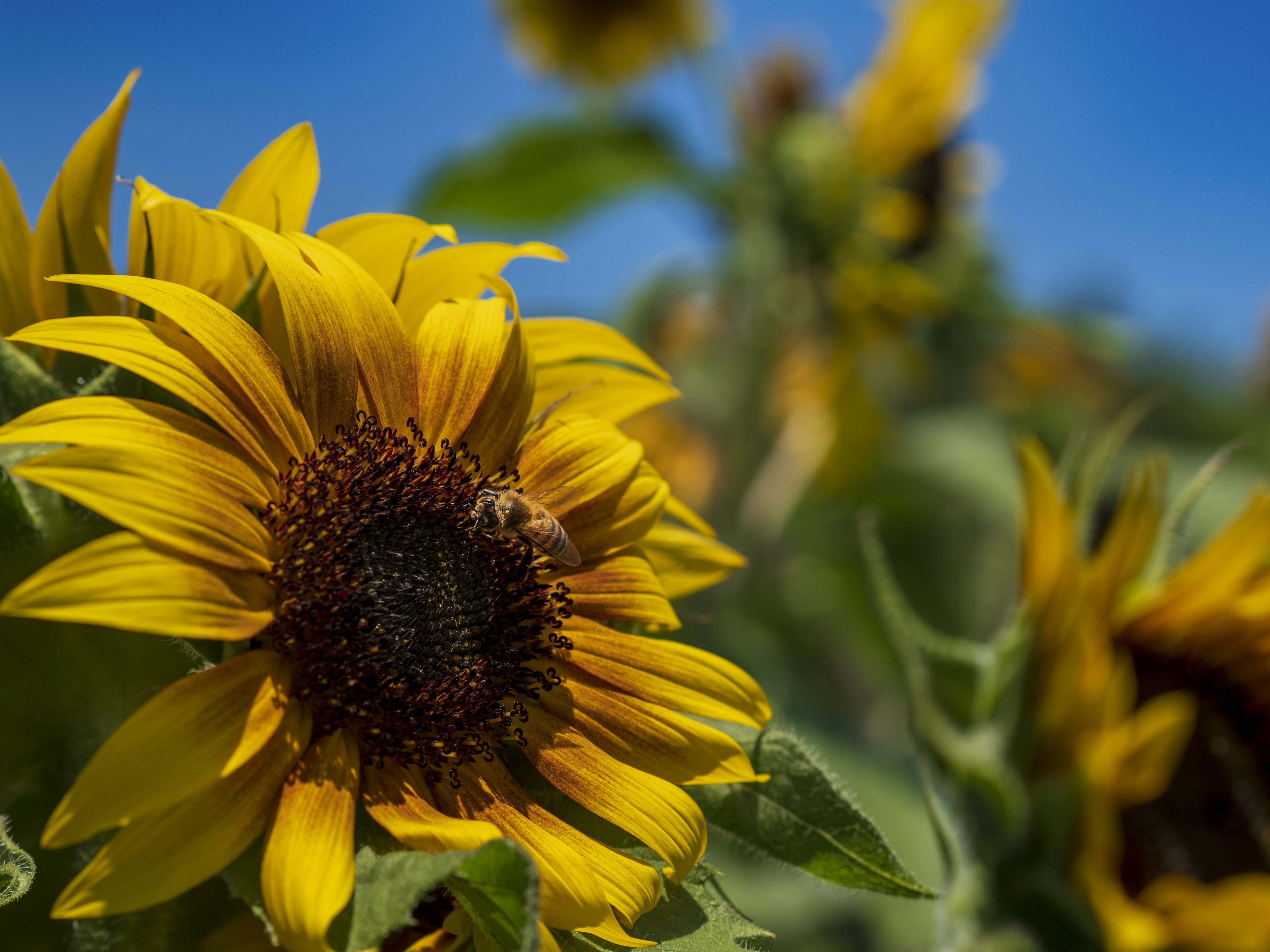 Acercamiento de girasoles floreciendo bajo un cielo azul Pétalos amarillos brillantes con semillas visibles en el centro