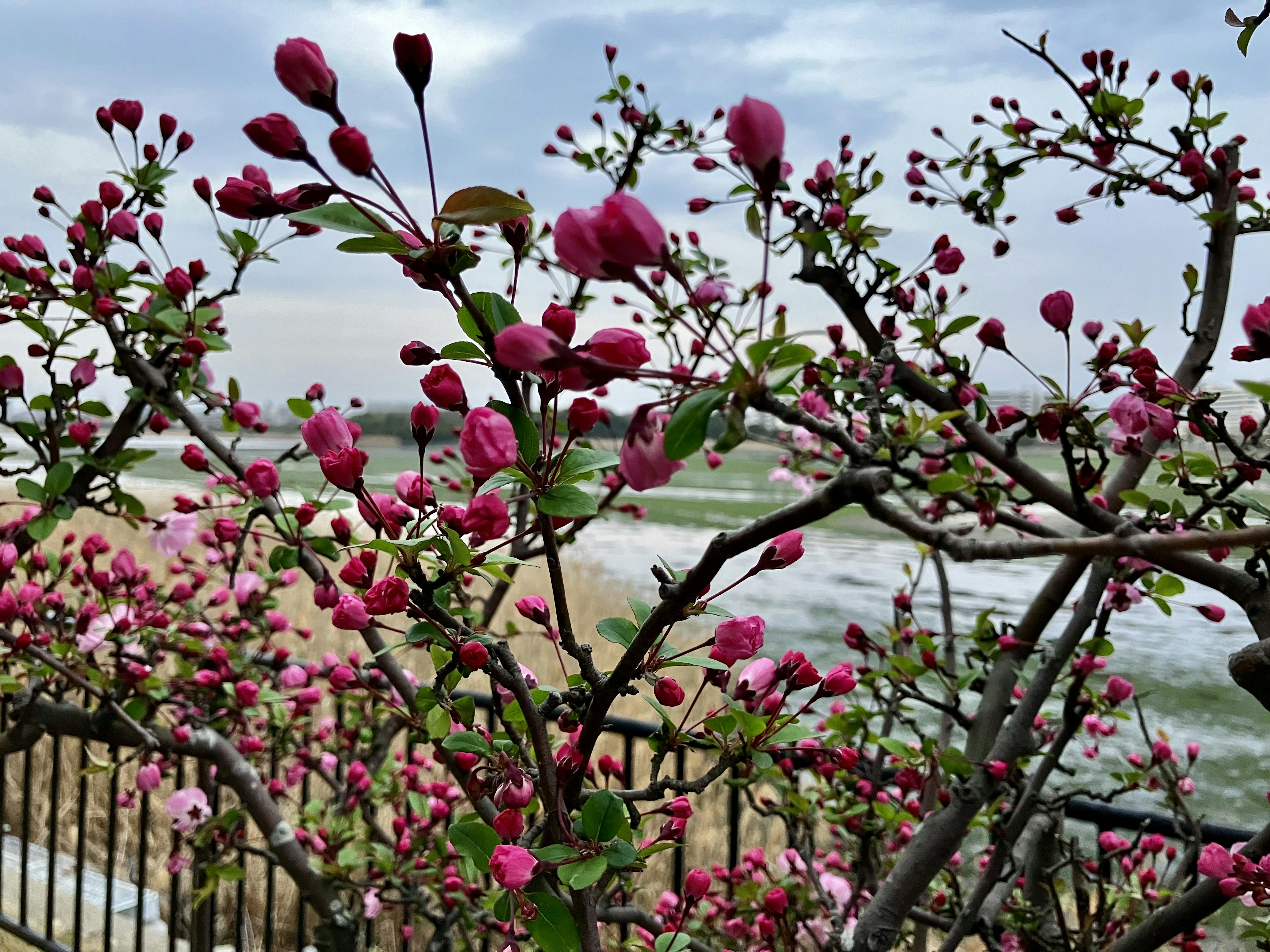 Scenic view featuring blooming branches with pink flowers and a beach in the background