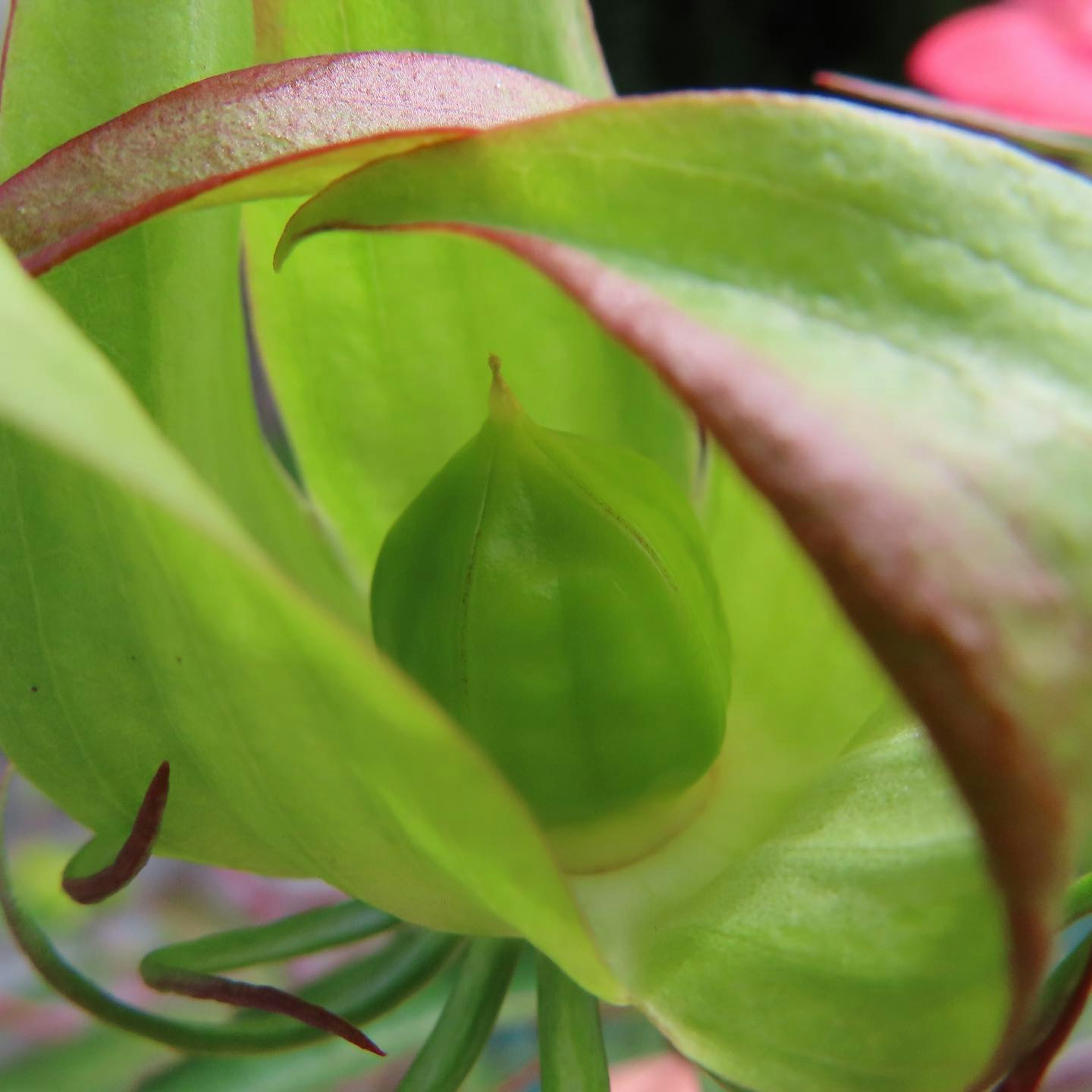 Acercamiento de un capullo de flor verde con bordes rojos en los pétalos