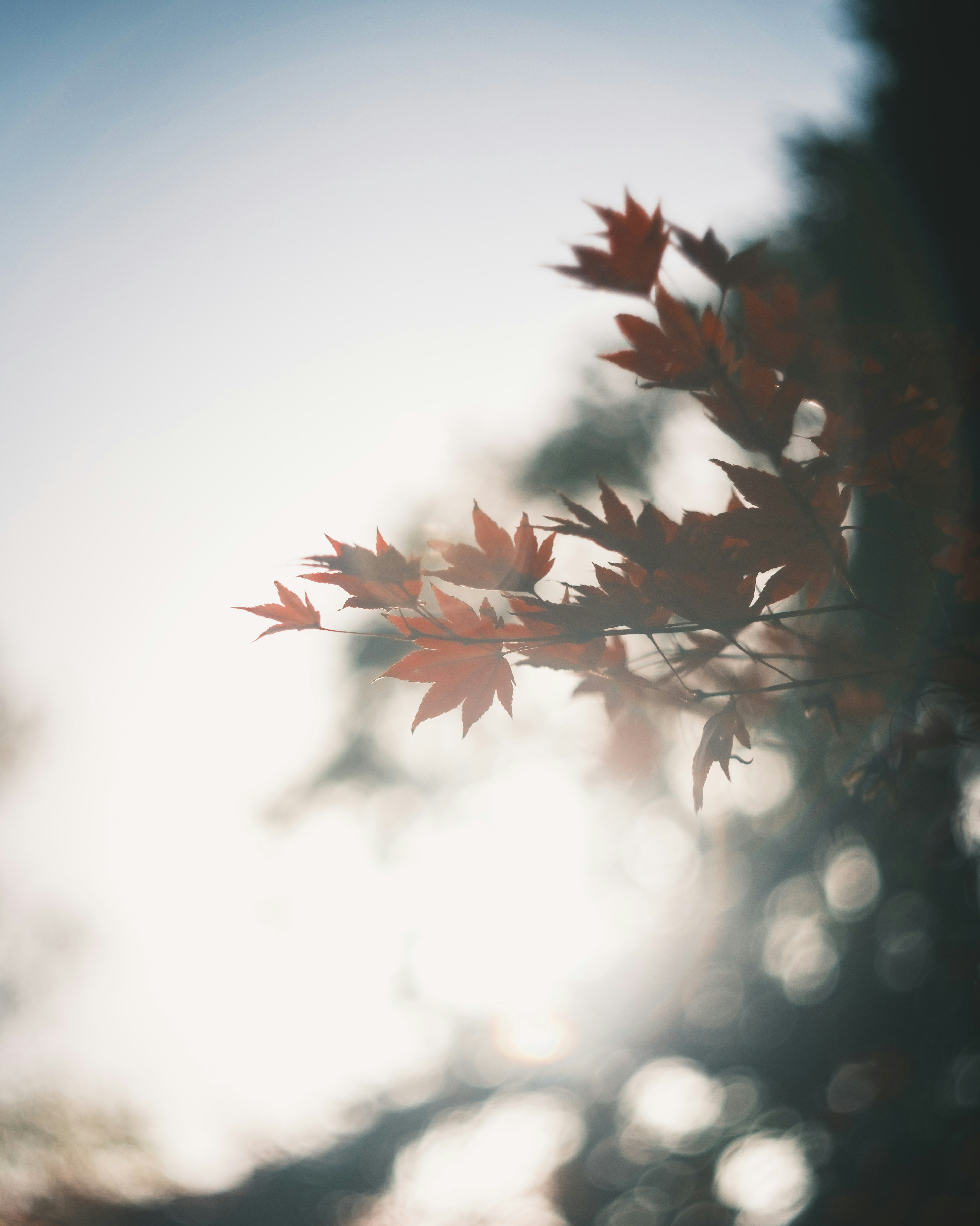 Hojas de otoño iluminadas suavemente por la luz del sol