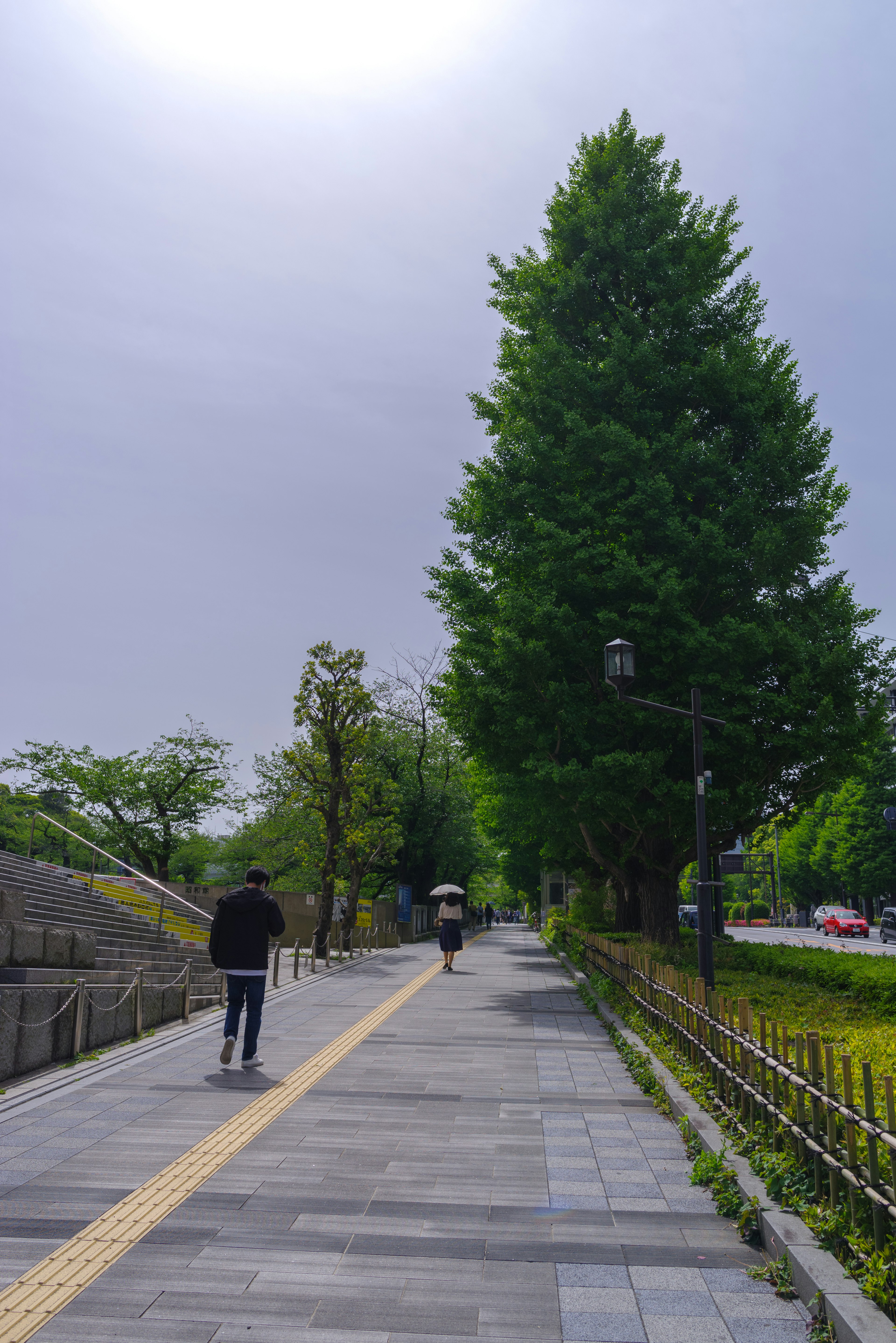 A person walking on a tree-lined path with a large tree and cloudy sky