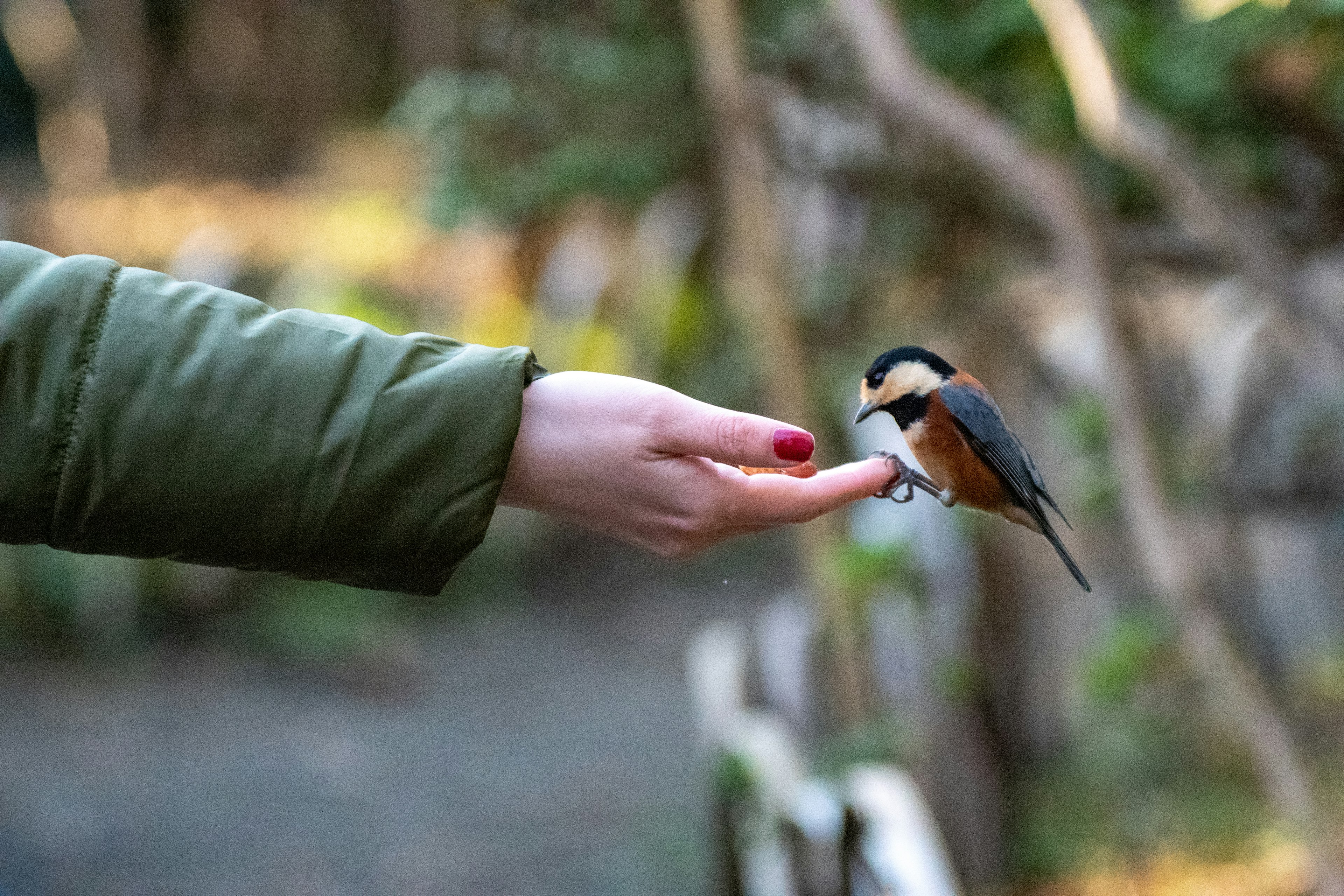 A small bird perched on a hand with a natural background