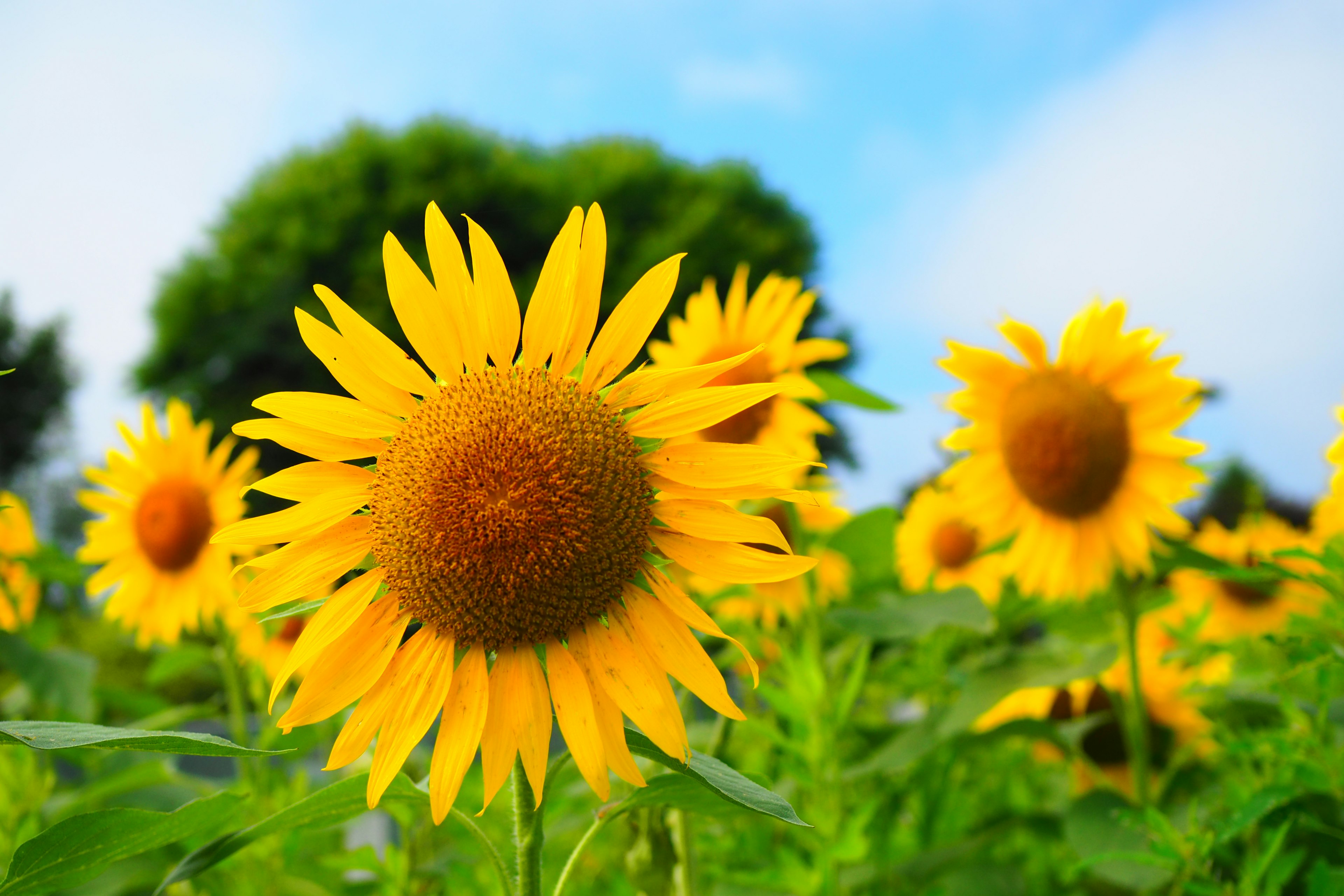 Heller Sonnenblumenfeld blüht