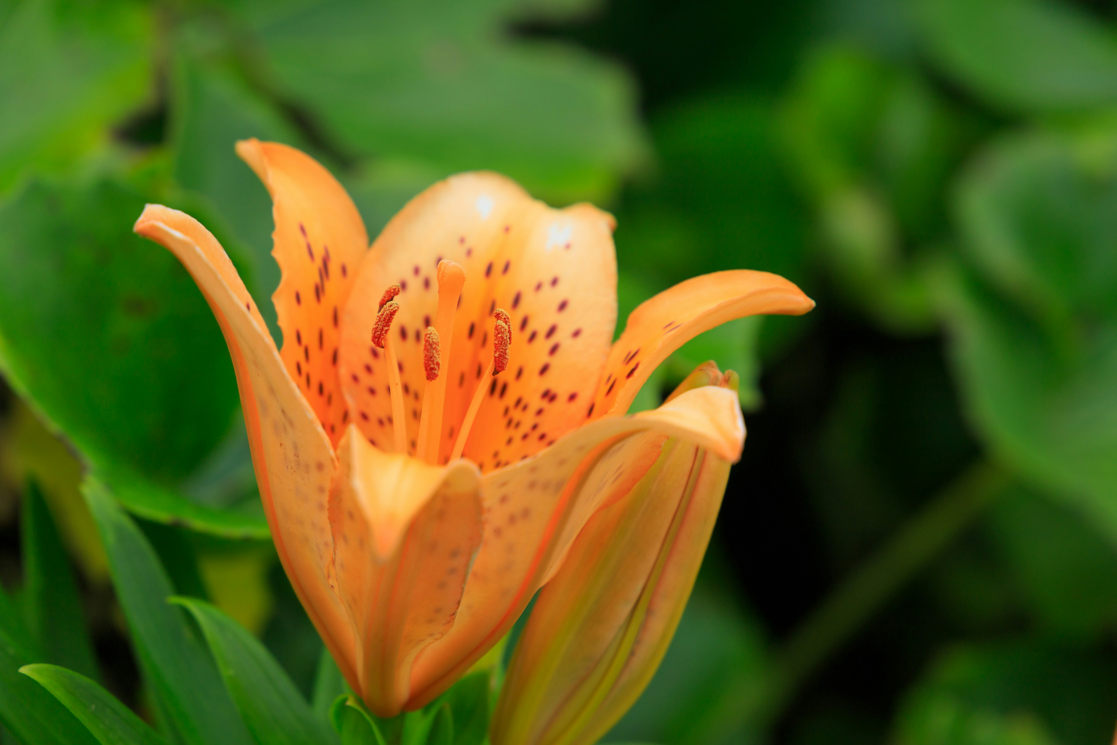 Eine orange Lilie blüht zwischen grünen Blättern