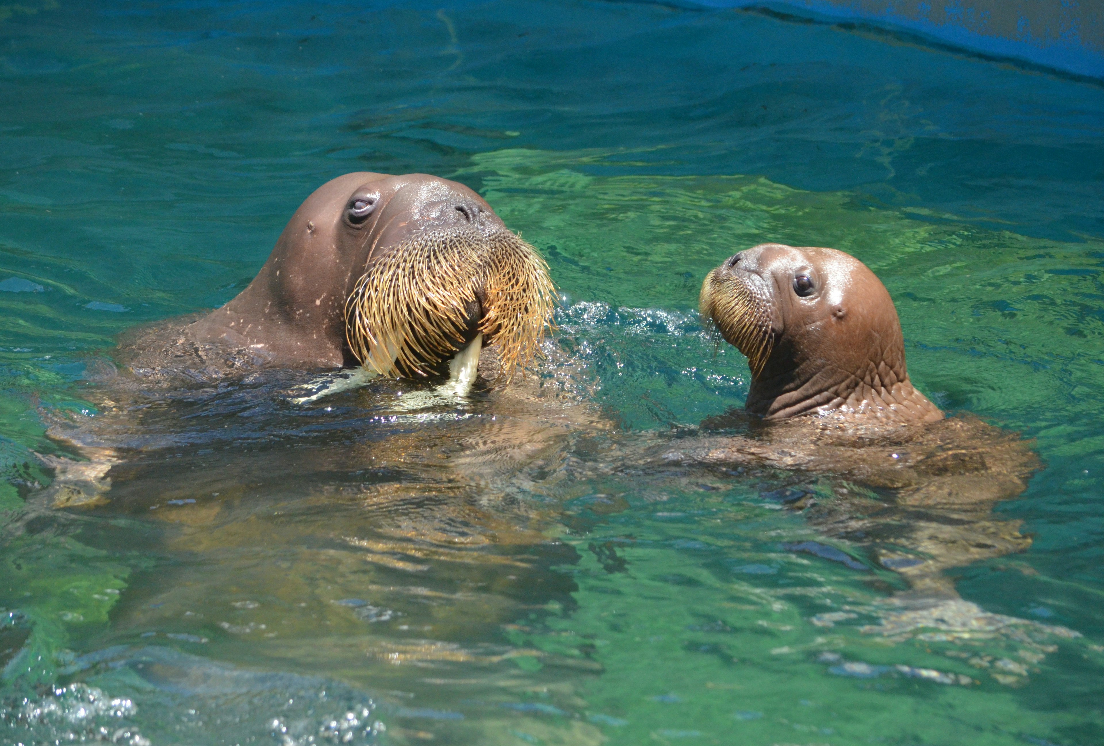 A mother and baby walrus swimming in clear water The mother walrus has its mouth open while the baby is close by