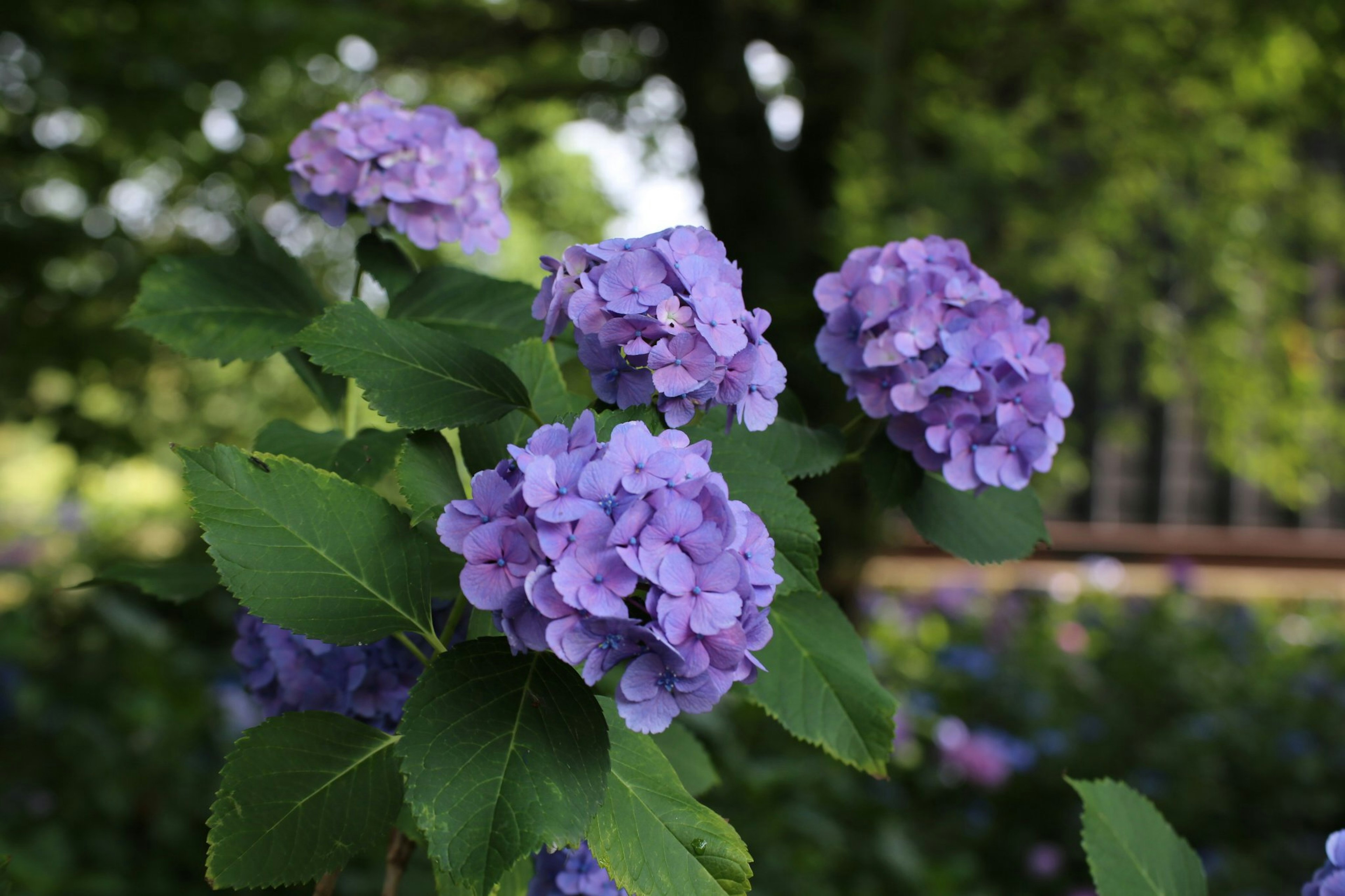 Foto de flores de hortensia moradas en flor con hojas verdes