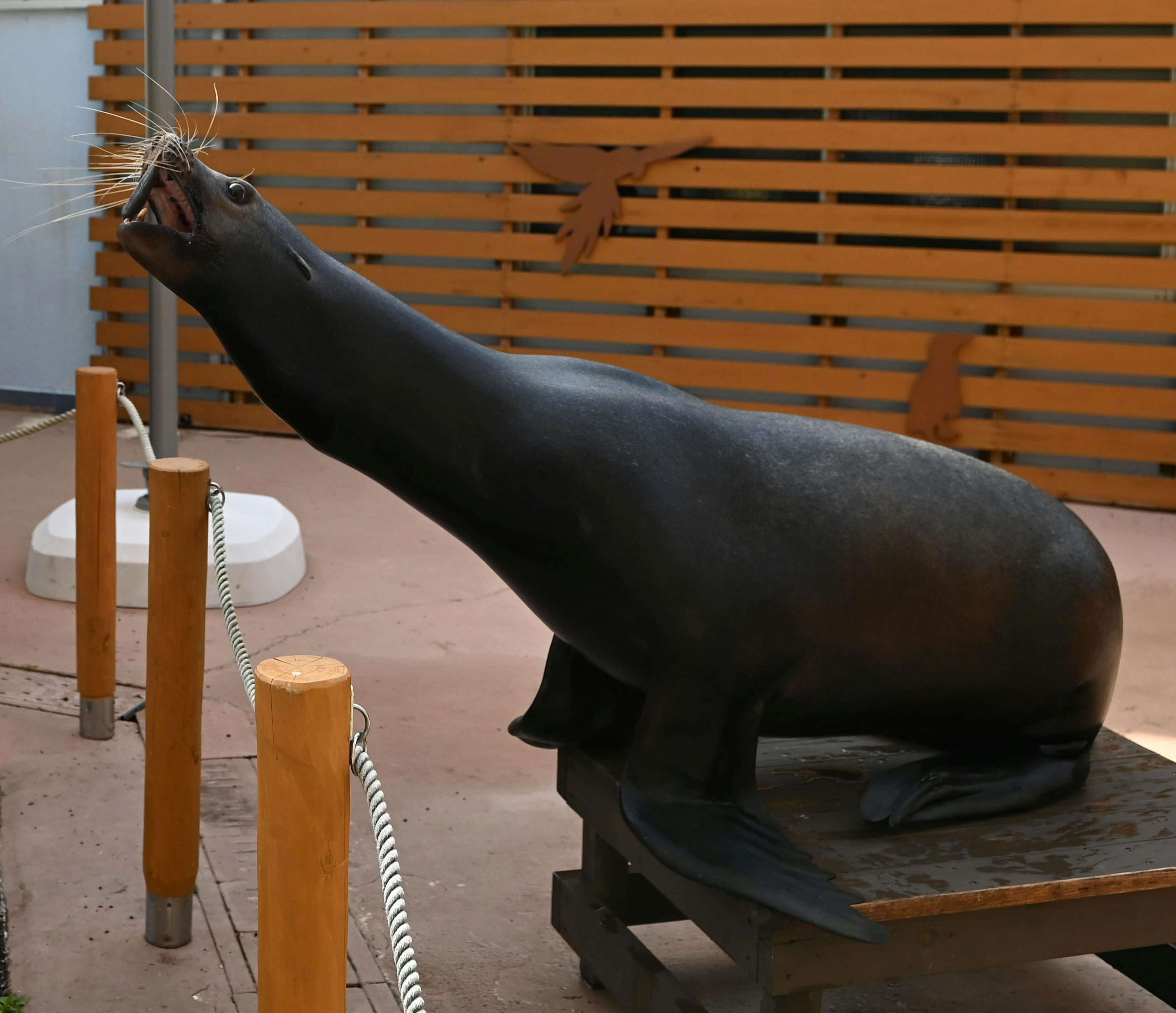 Una escultura de león marino expuesta contra un fondo de paneles de madera