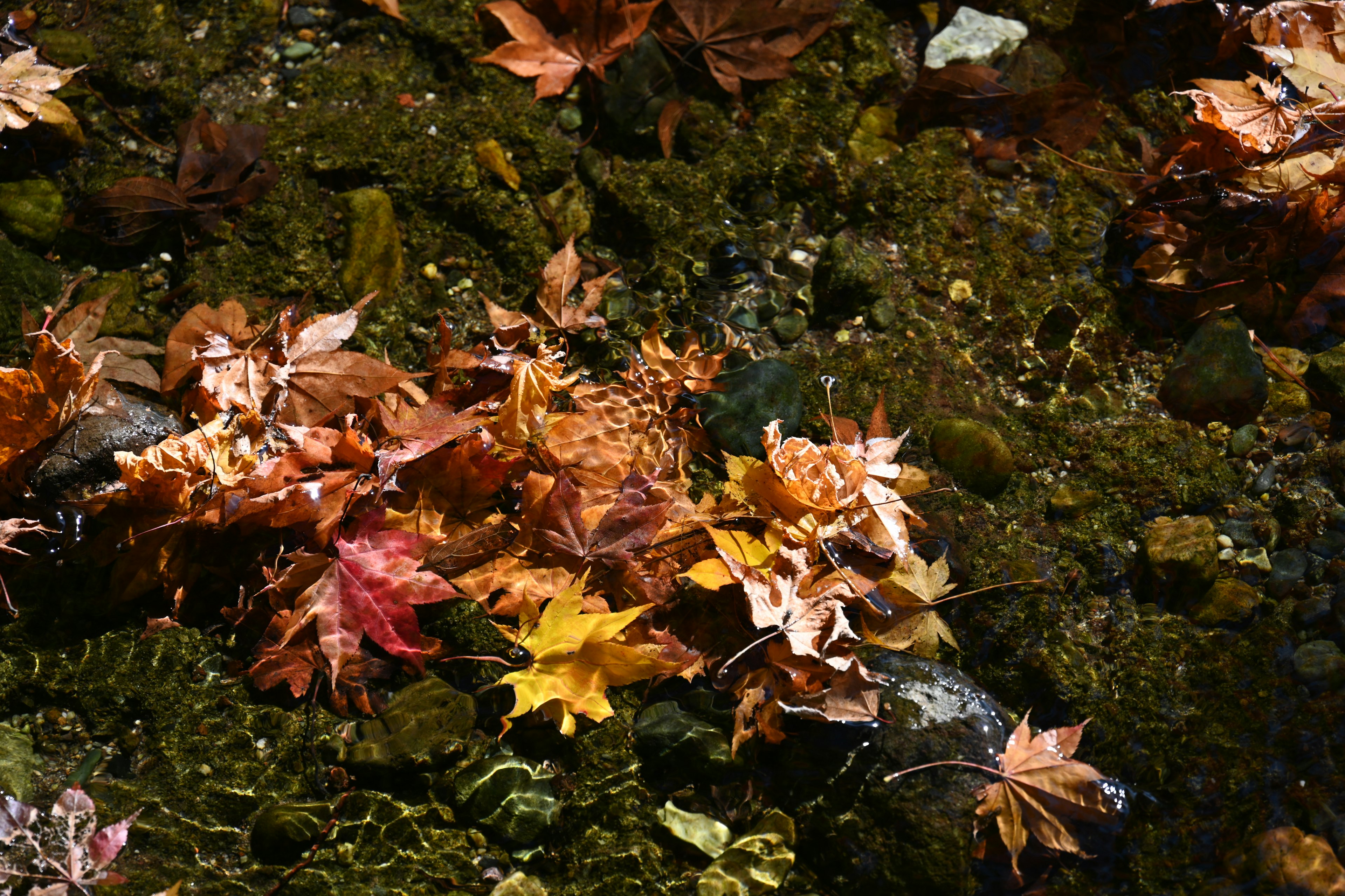 Foglie autunnali colorate che galleggiano sulla superficie dell'acqua con muschio