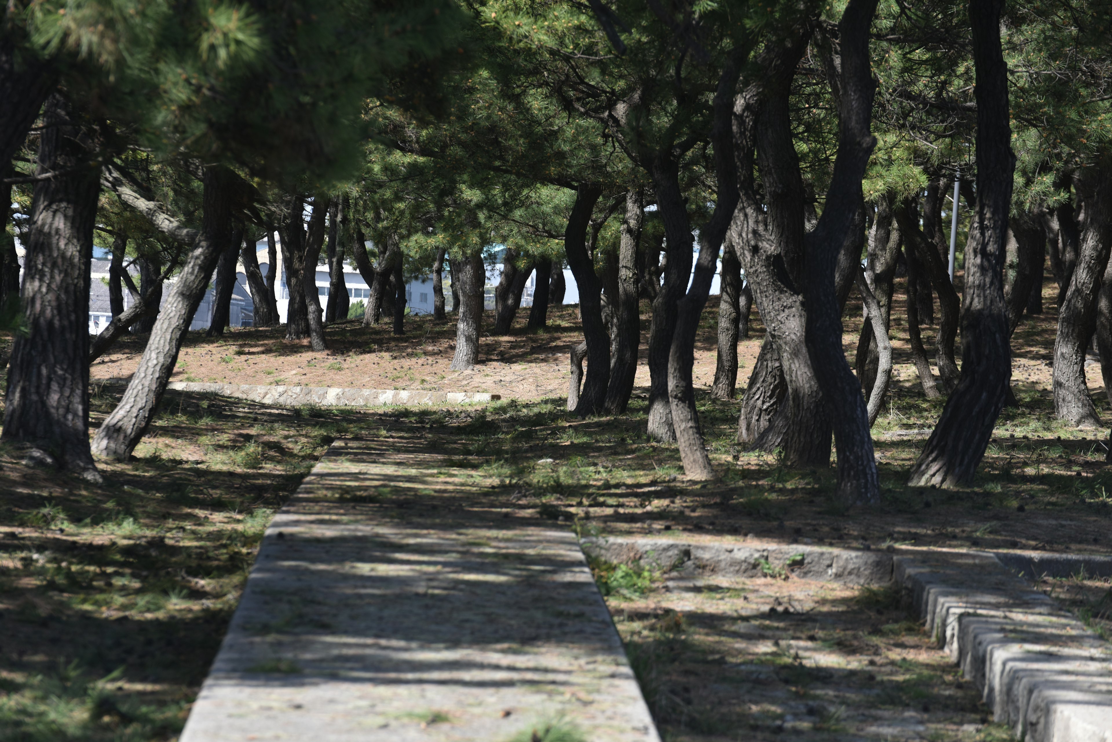 Paved pathway through a lush green forest