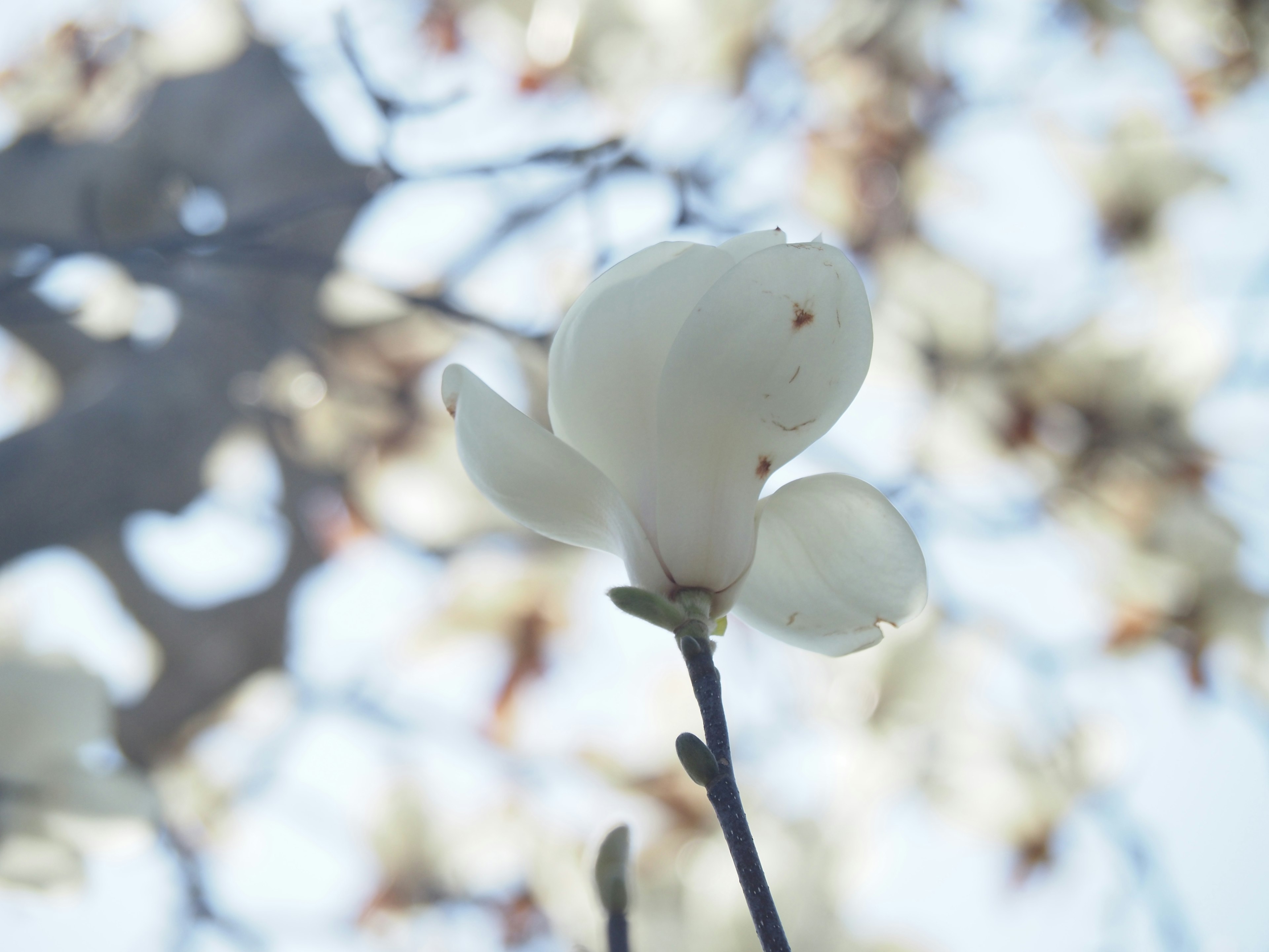 A white magnolia flower blooming against a soft blue sky