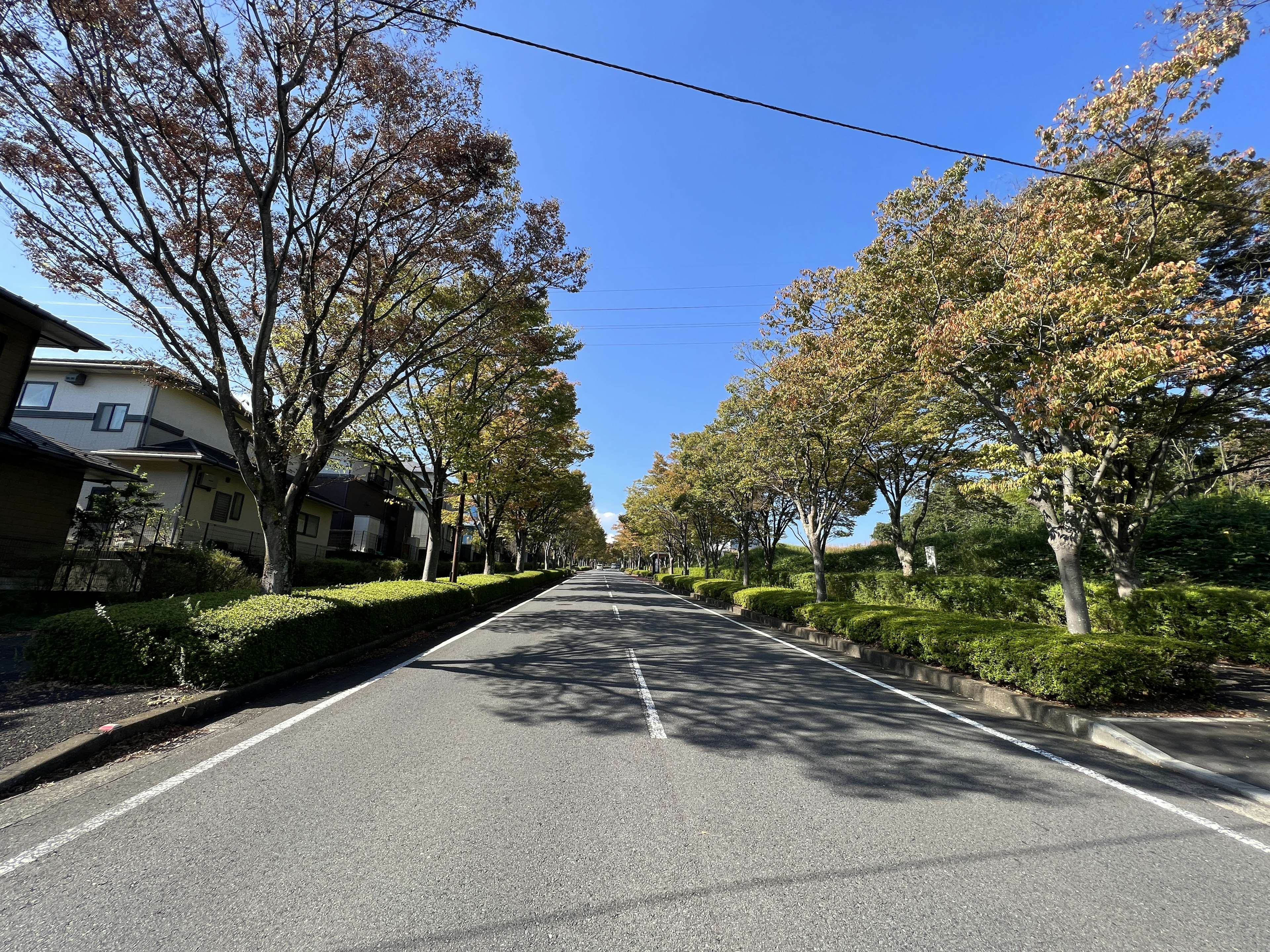 Rue pittoresque bordée d'arbres et de maisons en automne