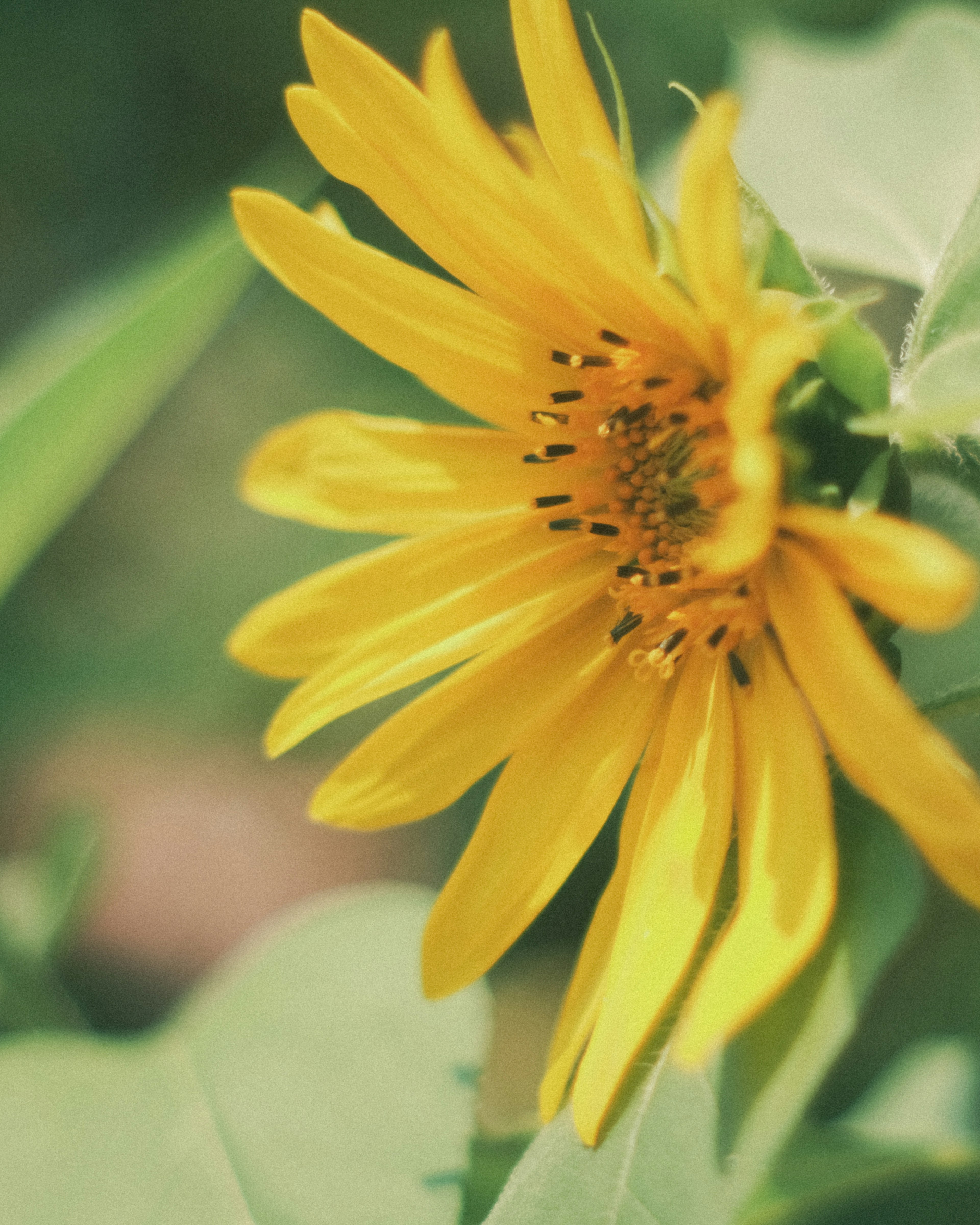 Lebendige gelbe Sonnenblume blüht zwischen grünen Blättern