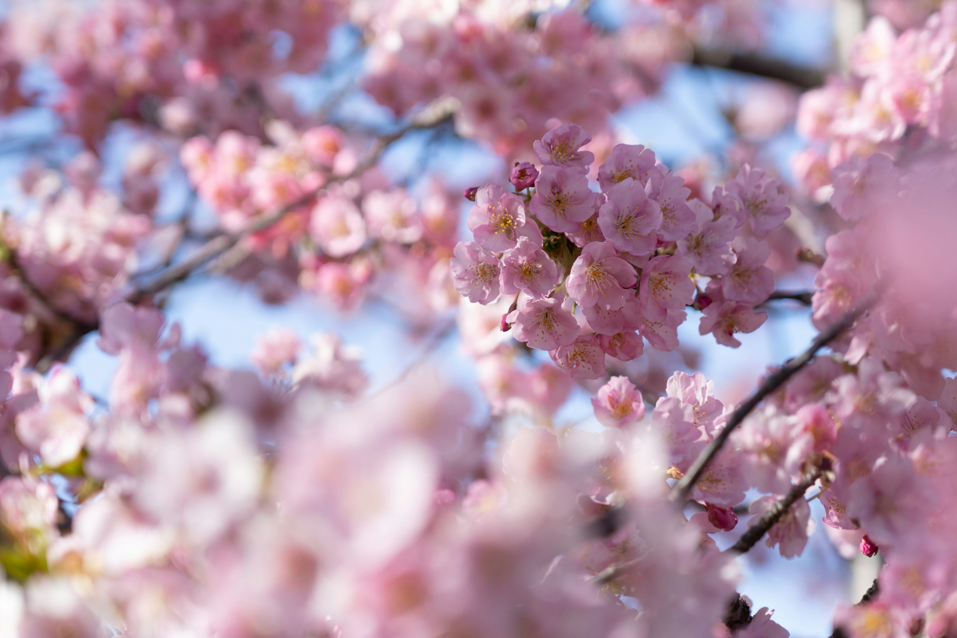 Nahaufnahme von Kirschbaumzweigen mit zarten rosa Blüten vor einem blauen Himmel