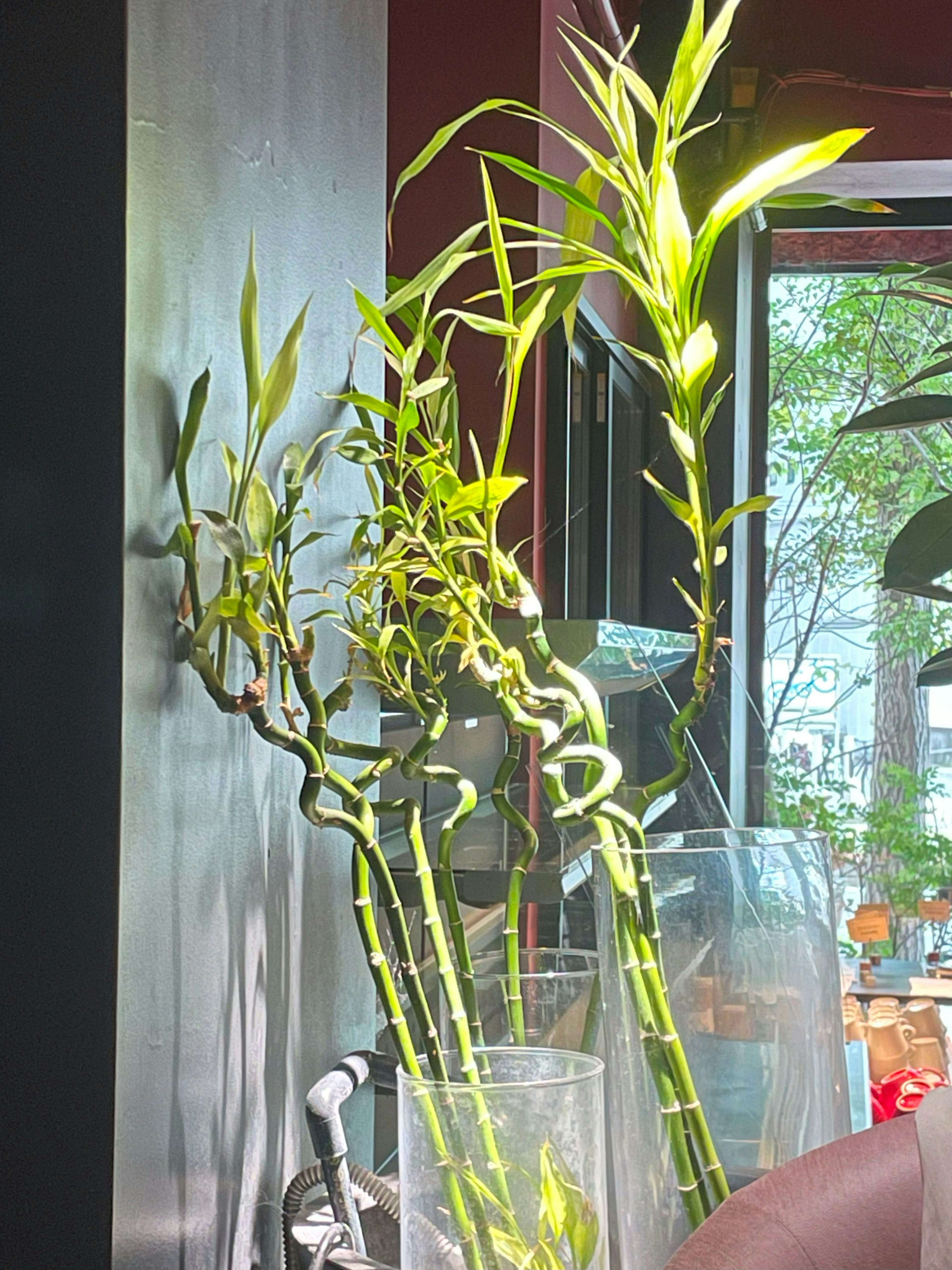 Green bamboo stalks arranged in a glass vase