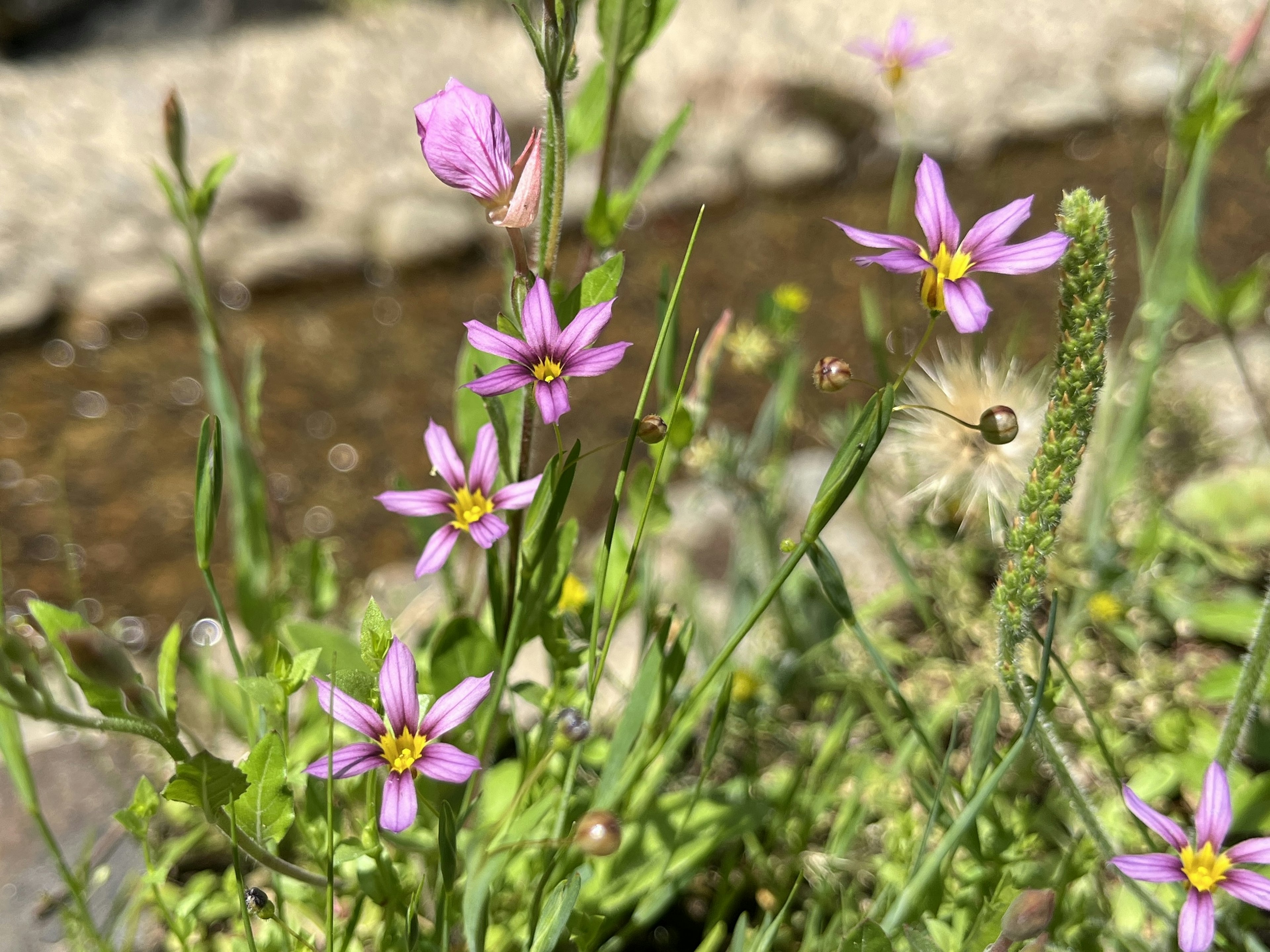 川の近くに咲く小さな紫の花と緑の草