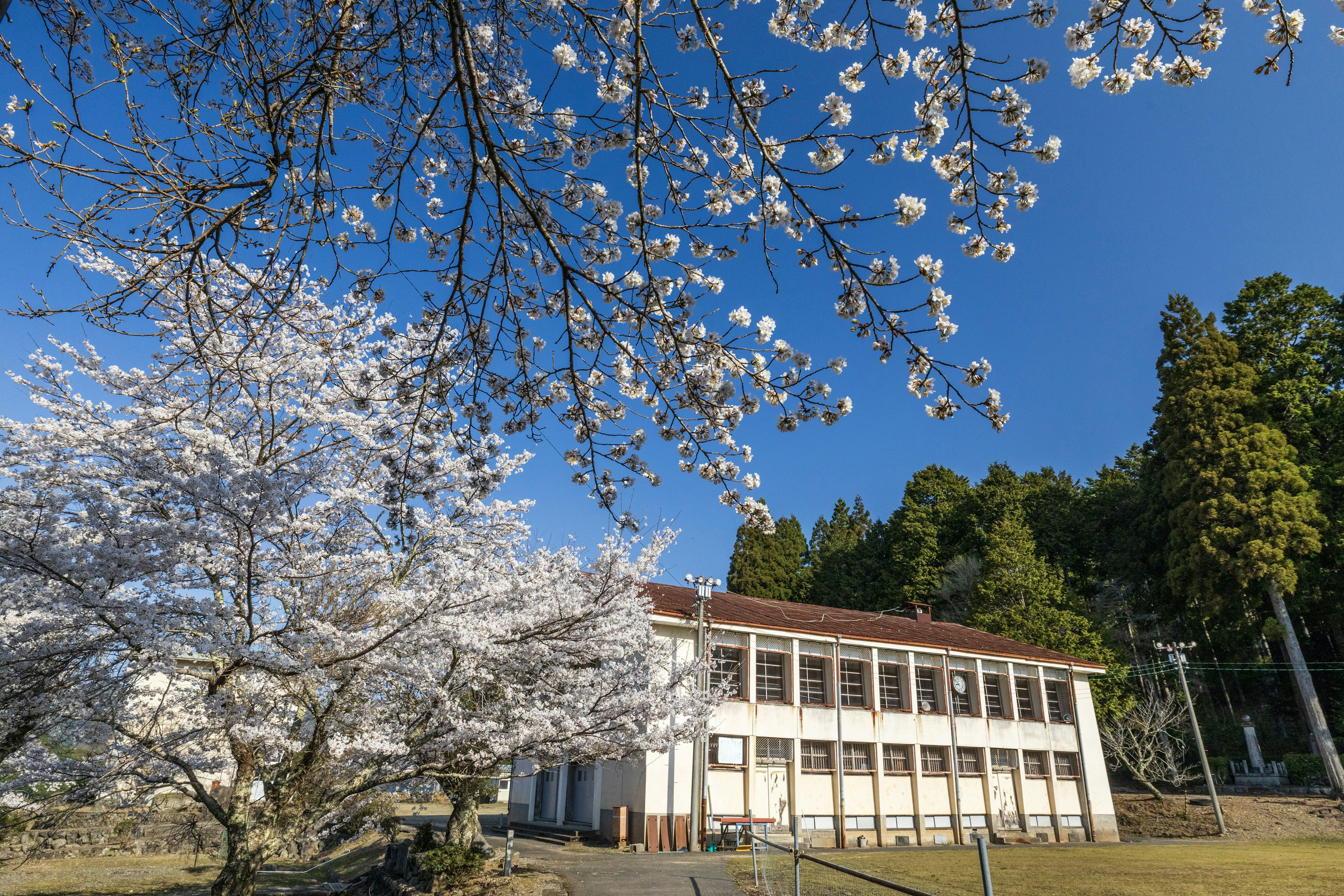 Edificio escolar bajo árboles de cerezo y cielo azul