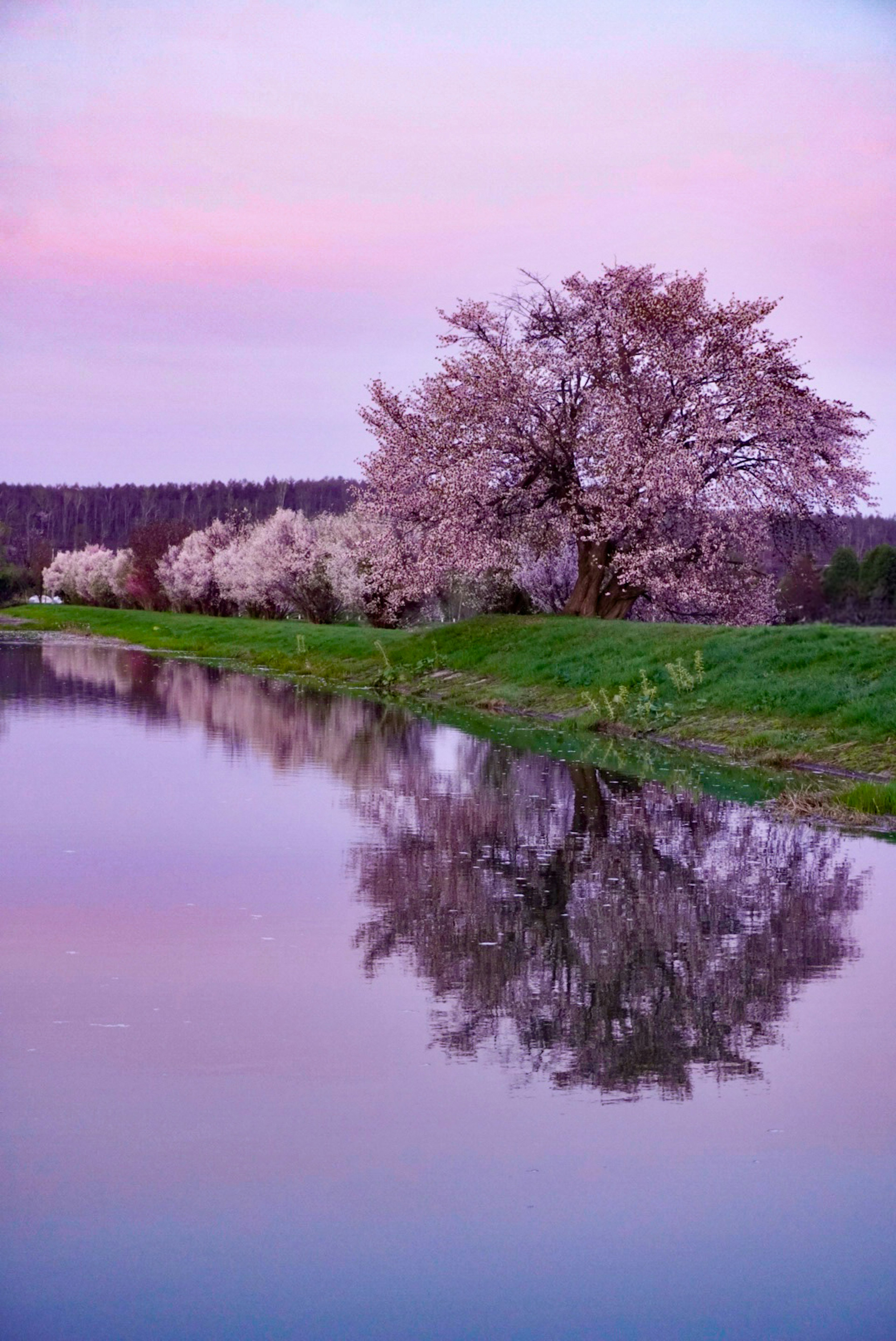 Schöne Landschaft mit Kirschblütenbäumen am Fluss mit Spiegelungen