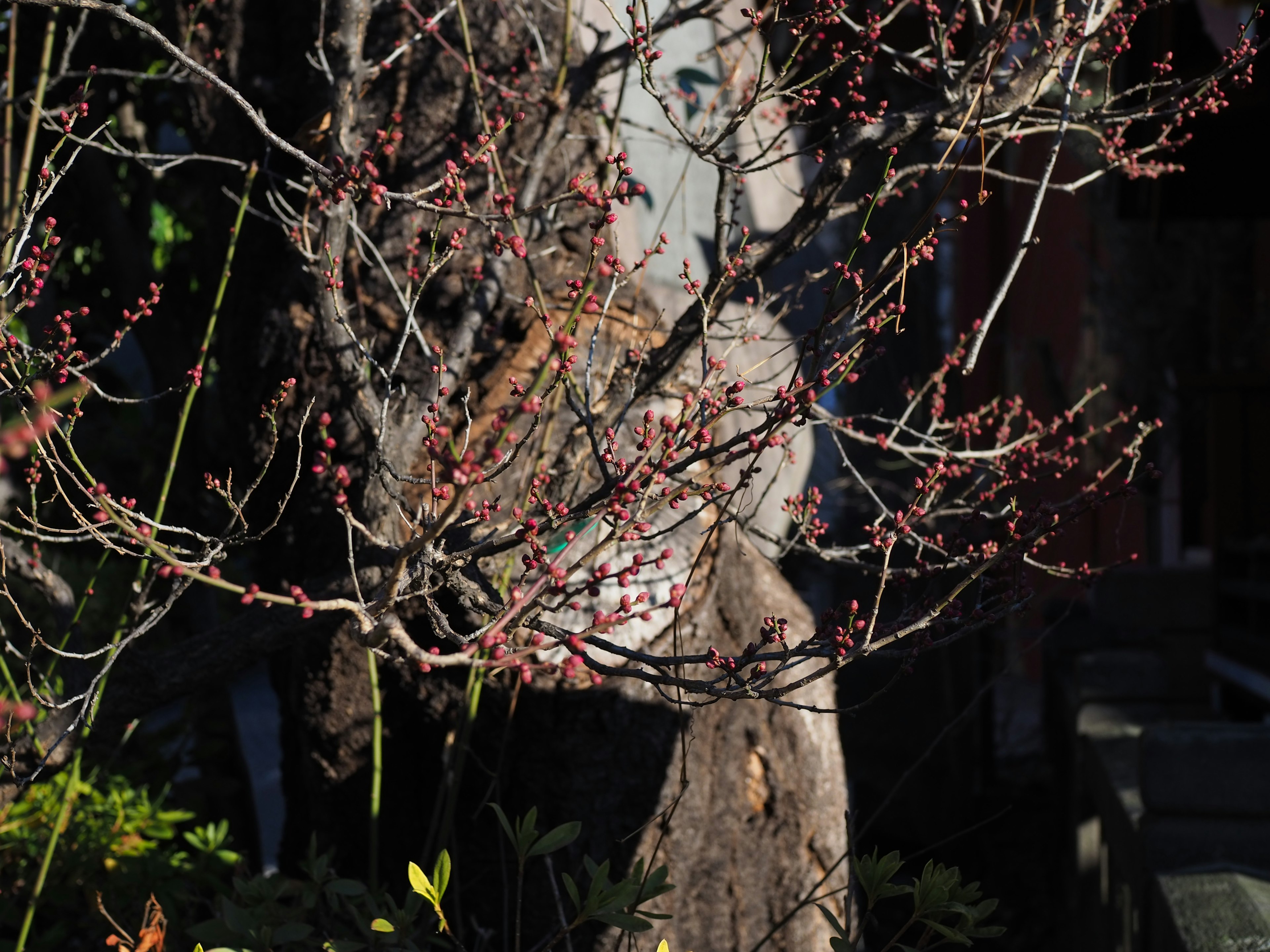 A cherry tree with budding pink blossoms signaling the arrival of spring