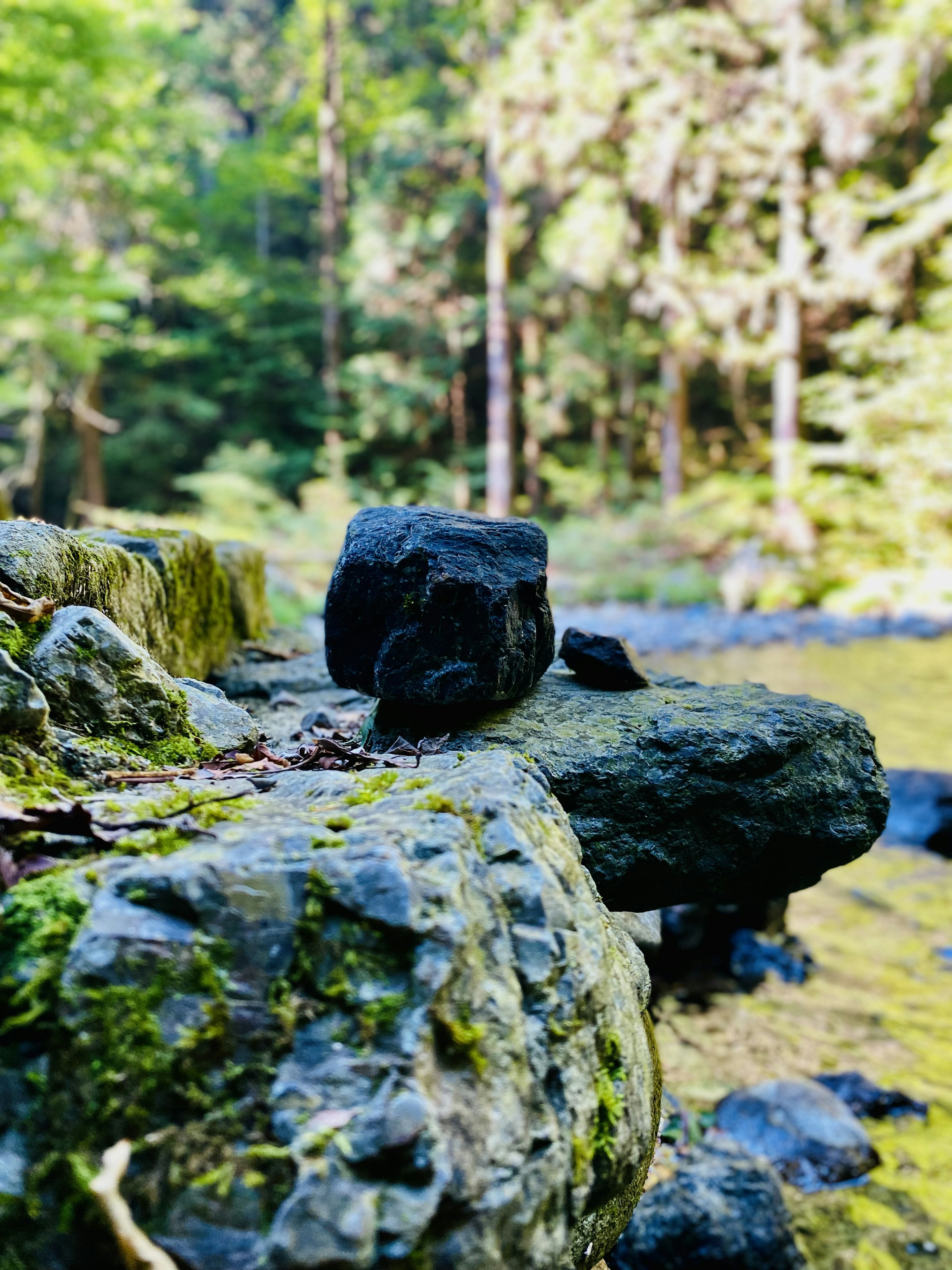 A rocky landscape with moss in a lush forest