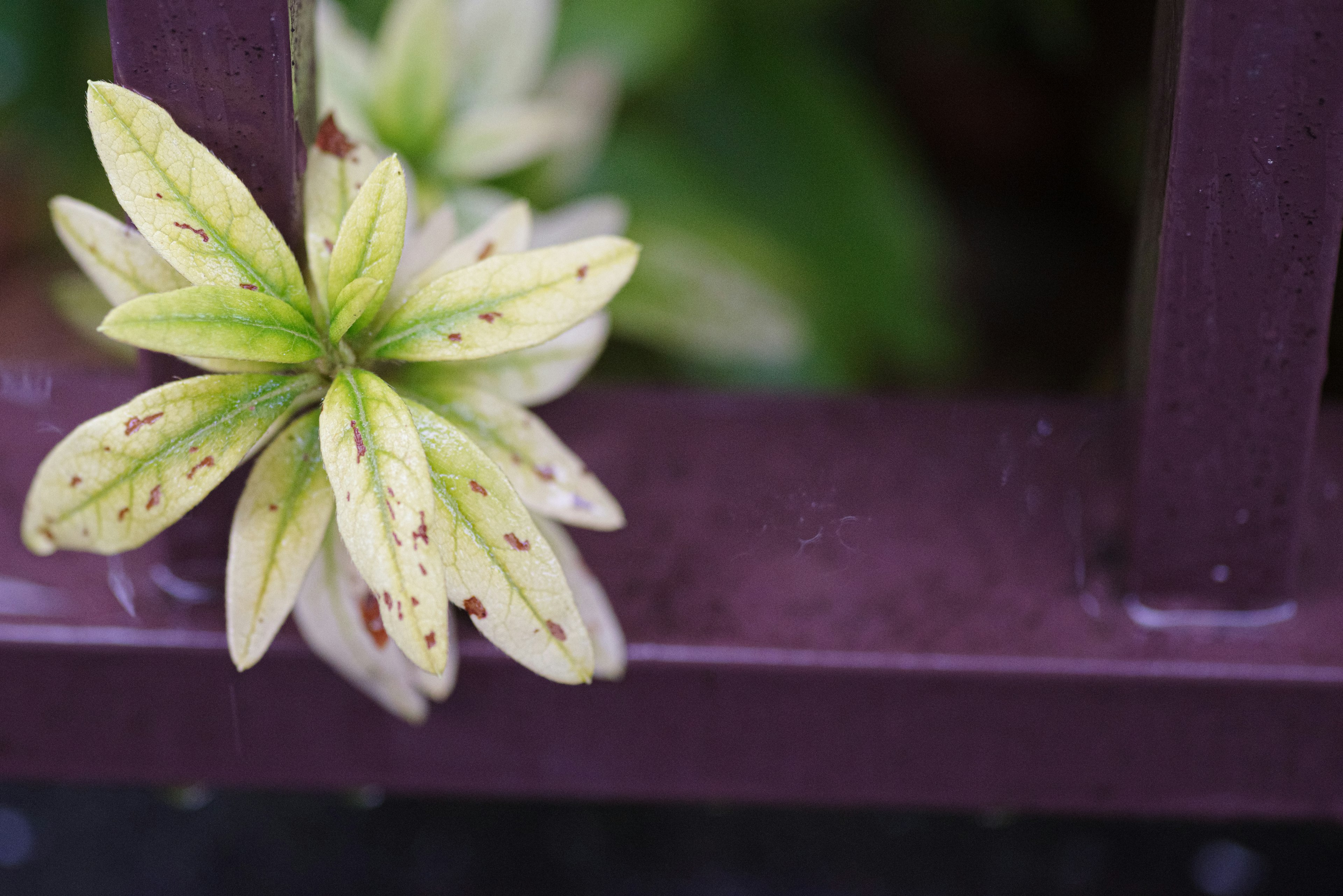 Feuilles vertes émergeant d'une clôture violette