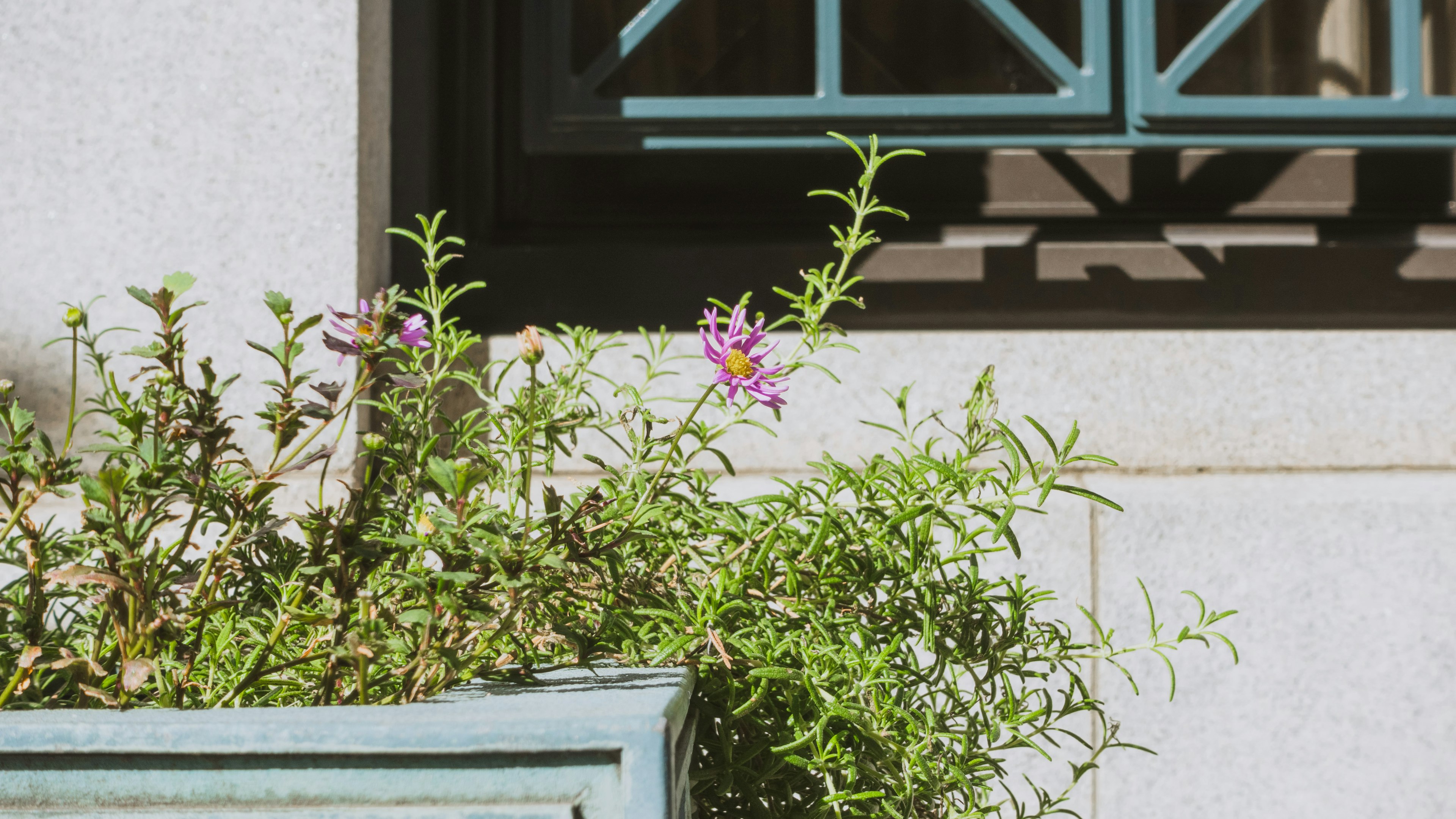 Green plants and purple flowers in a blue planter near a window