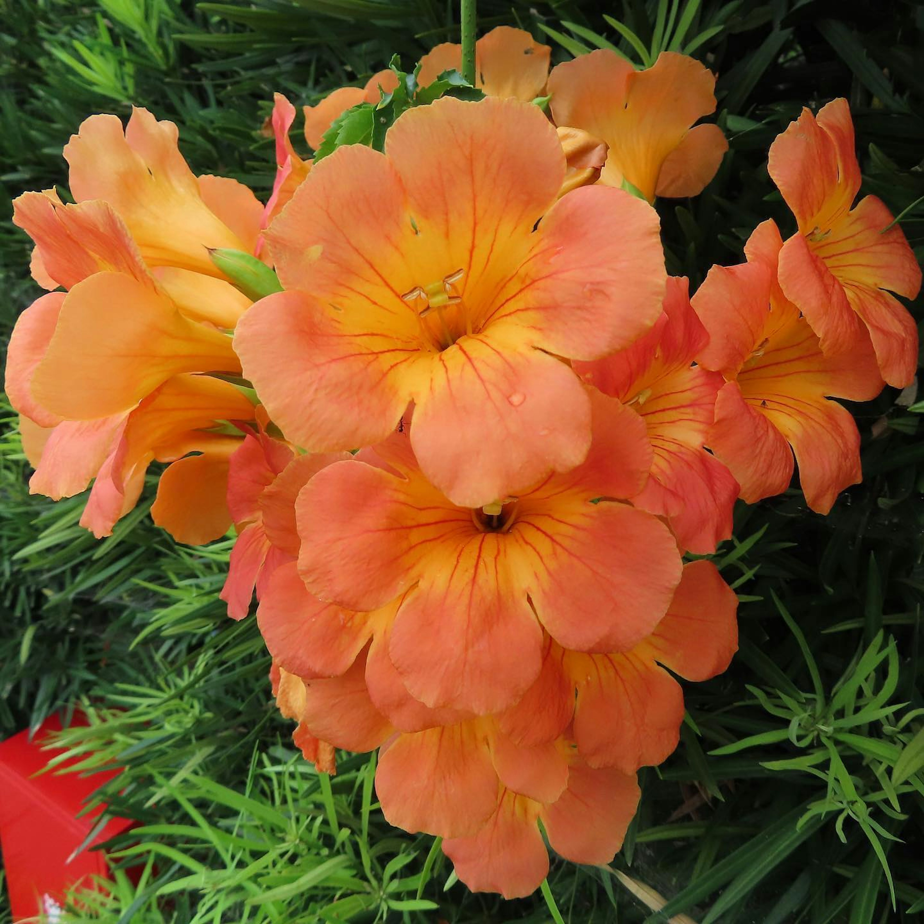 Cluster of vibrant orange flowers surrounded by green leaves