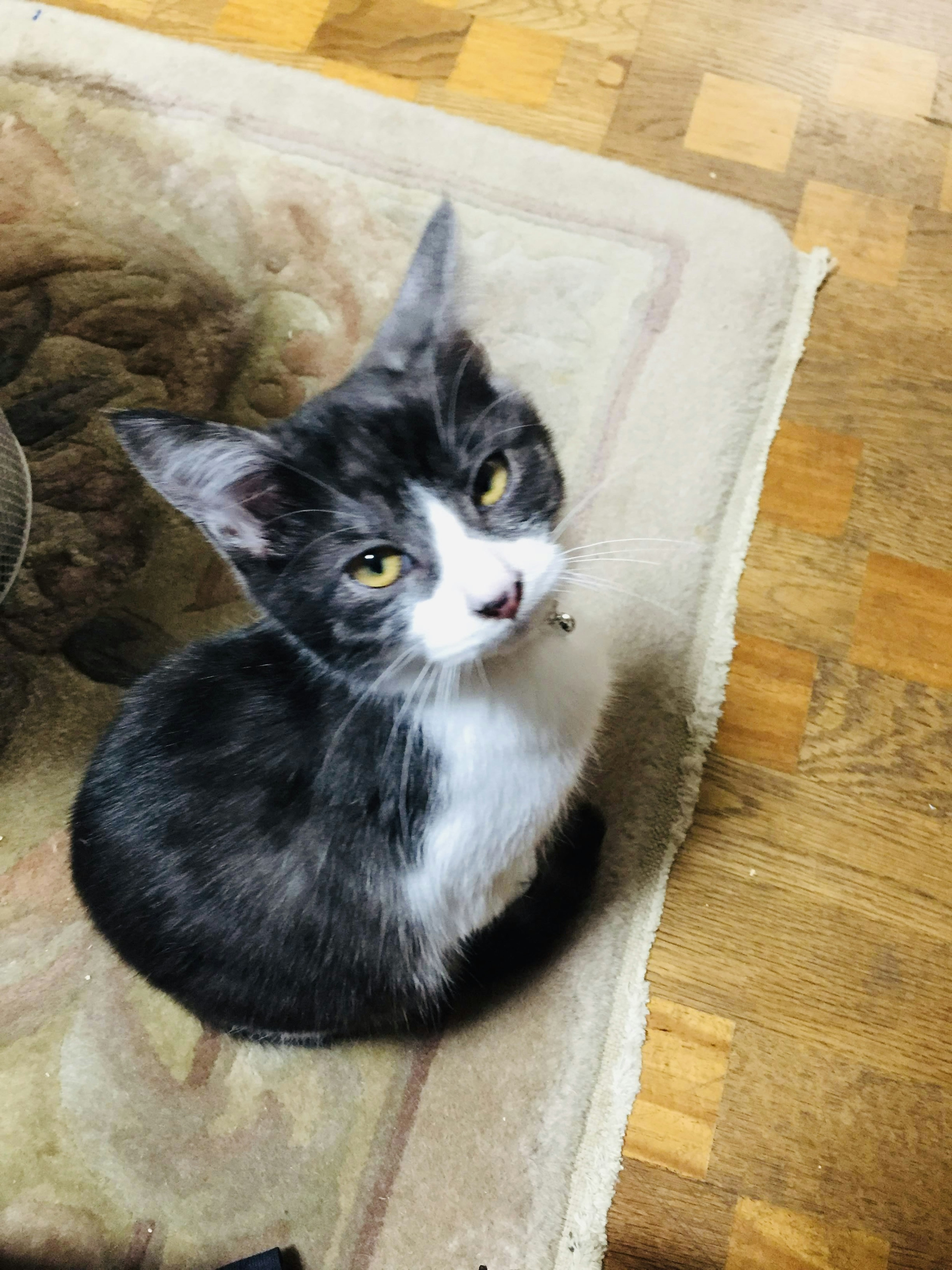 Un gato negro y blanco sentado en una alfombra