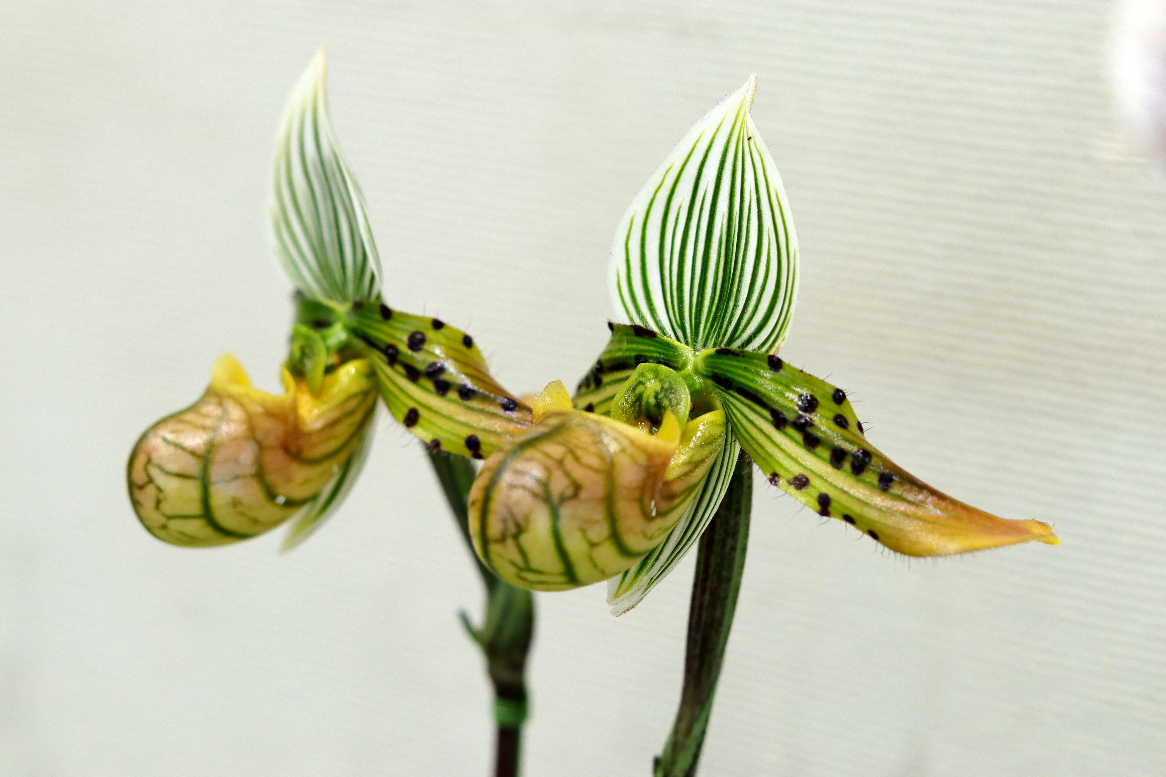 Zwei schöne Orchideen mit grünen und gelben Flecken