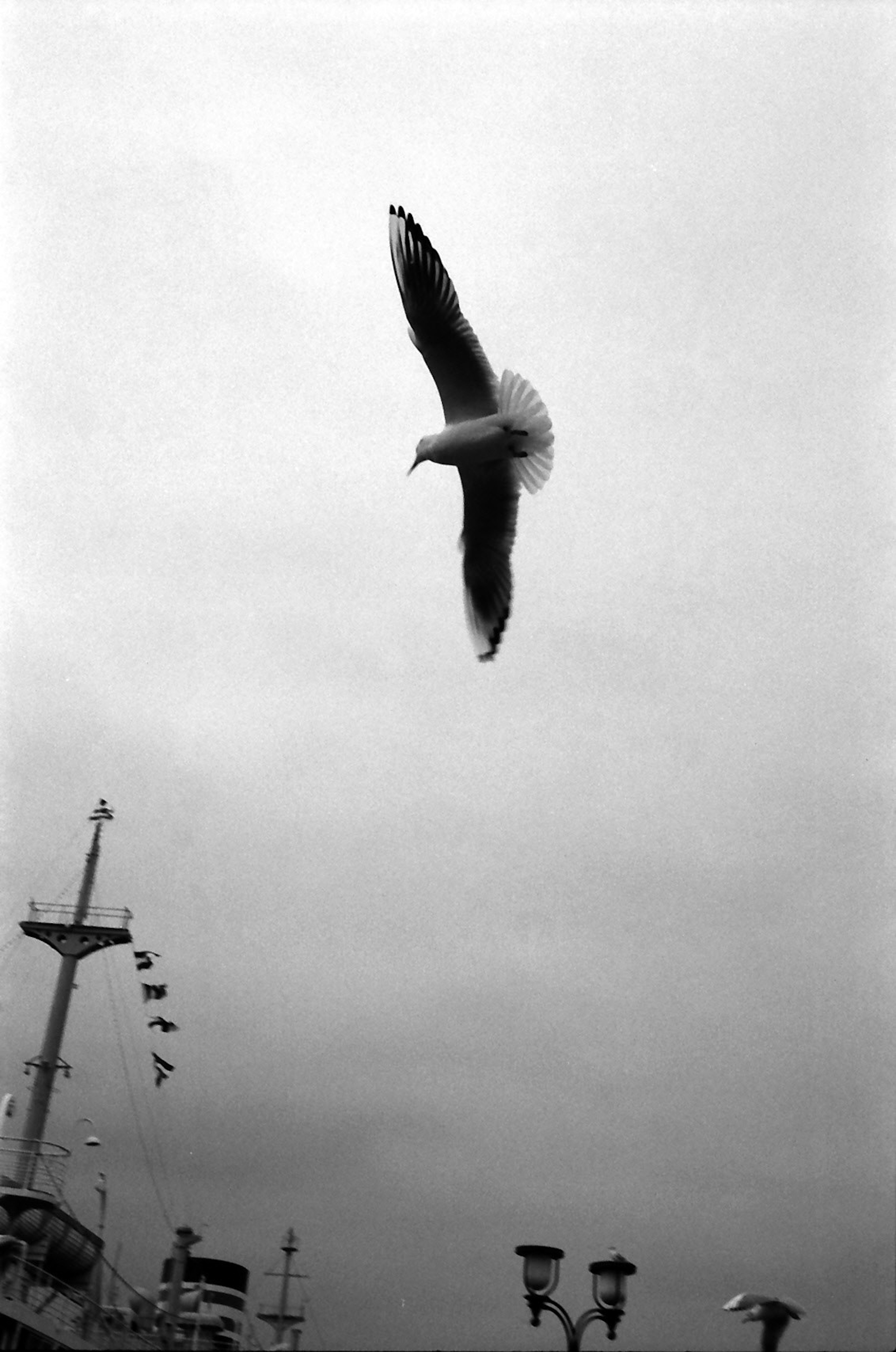 Photo en noir et blanc d'une mouette volant dans un ciel nuageux avec un bateau et des lampadaires en arrière-plan