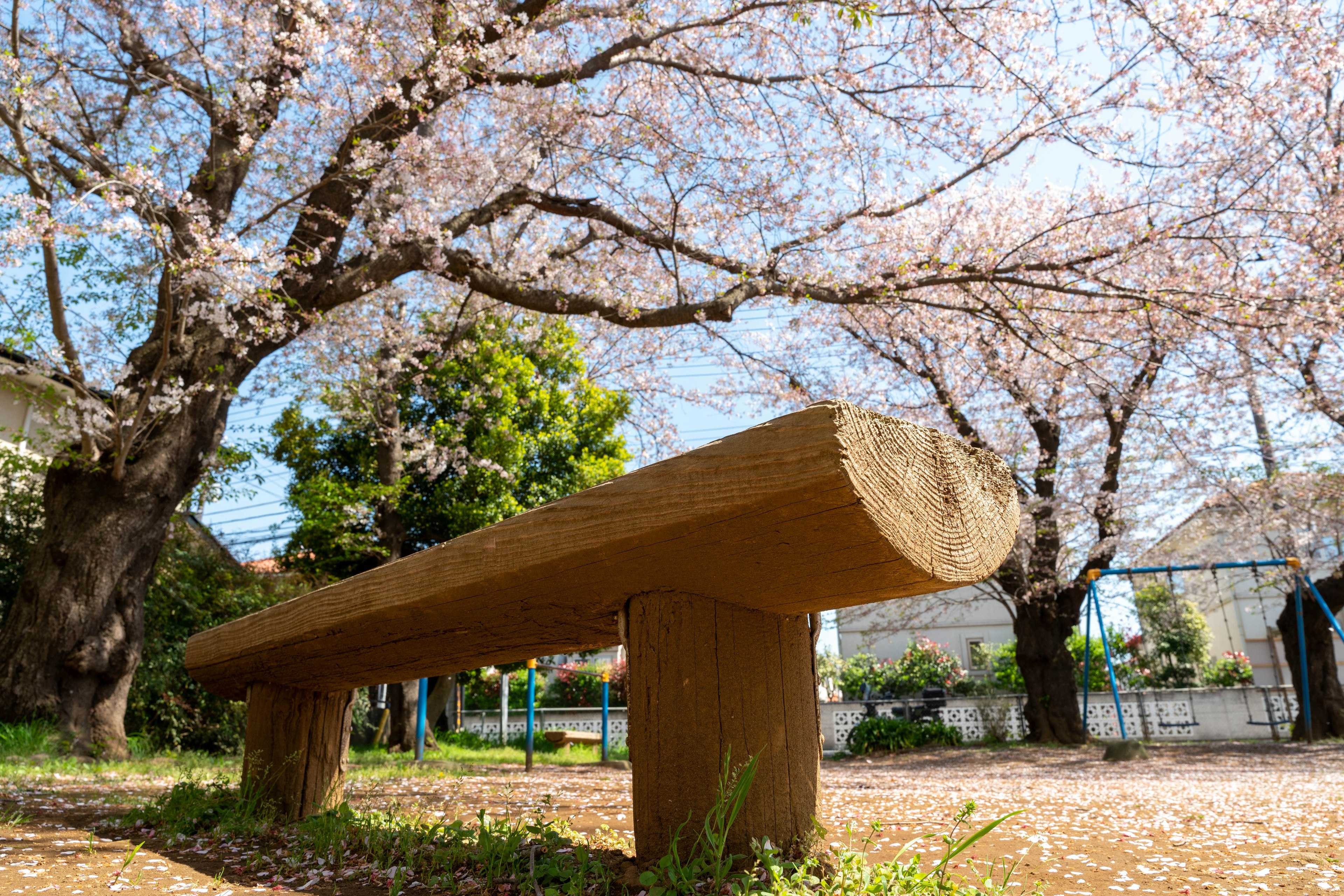 桜の木の下にある木製のベンチと青空