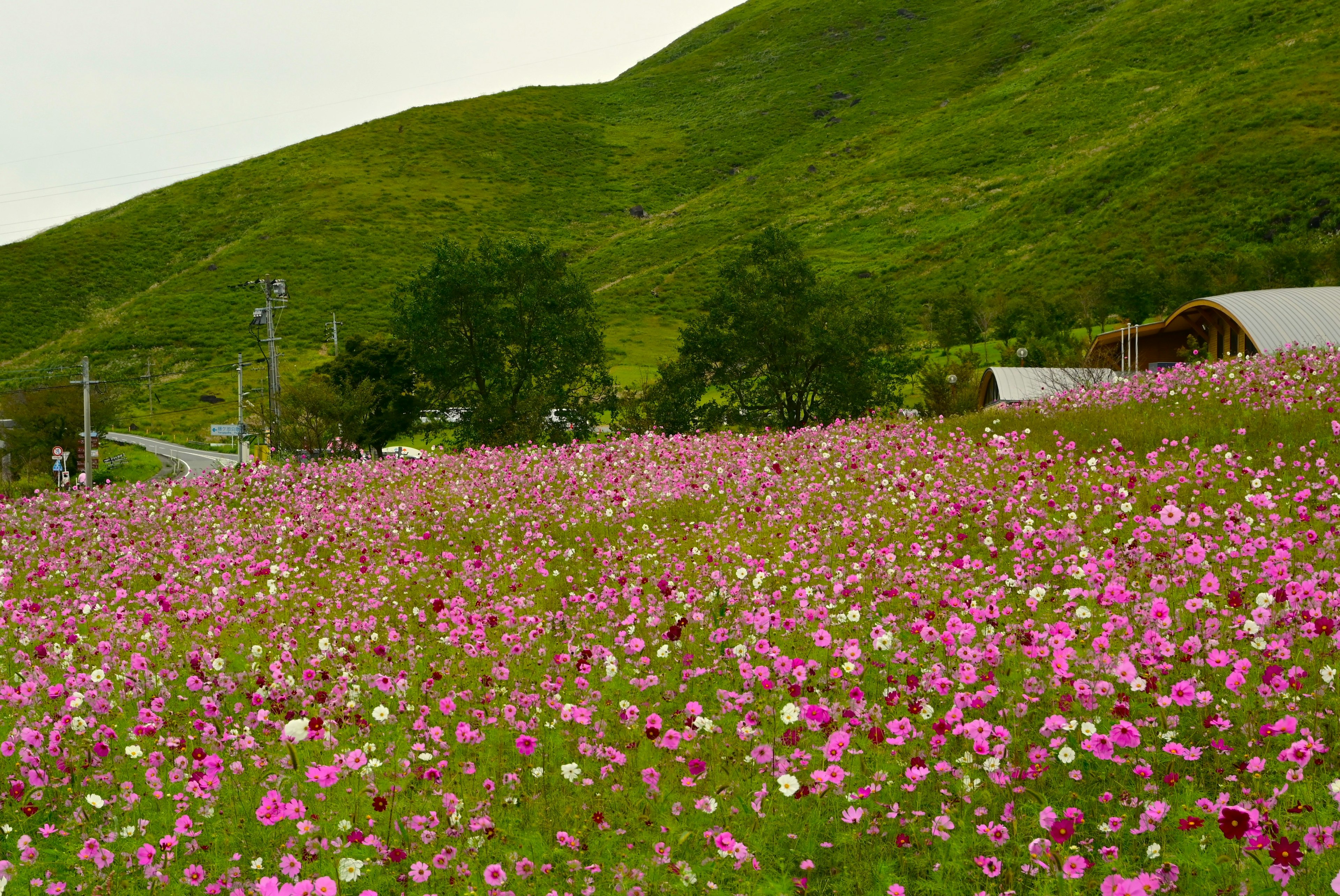 緑の丘に広がる色とりどりのコスモスの花畑