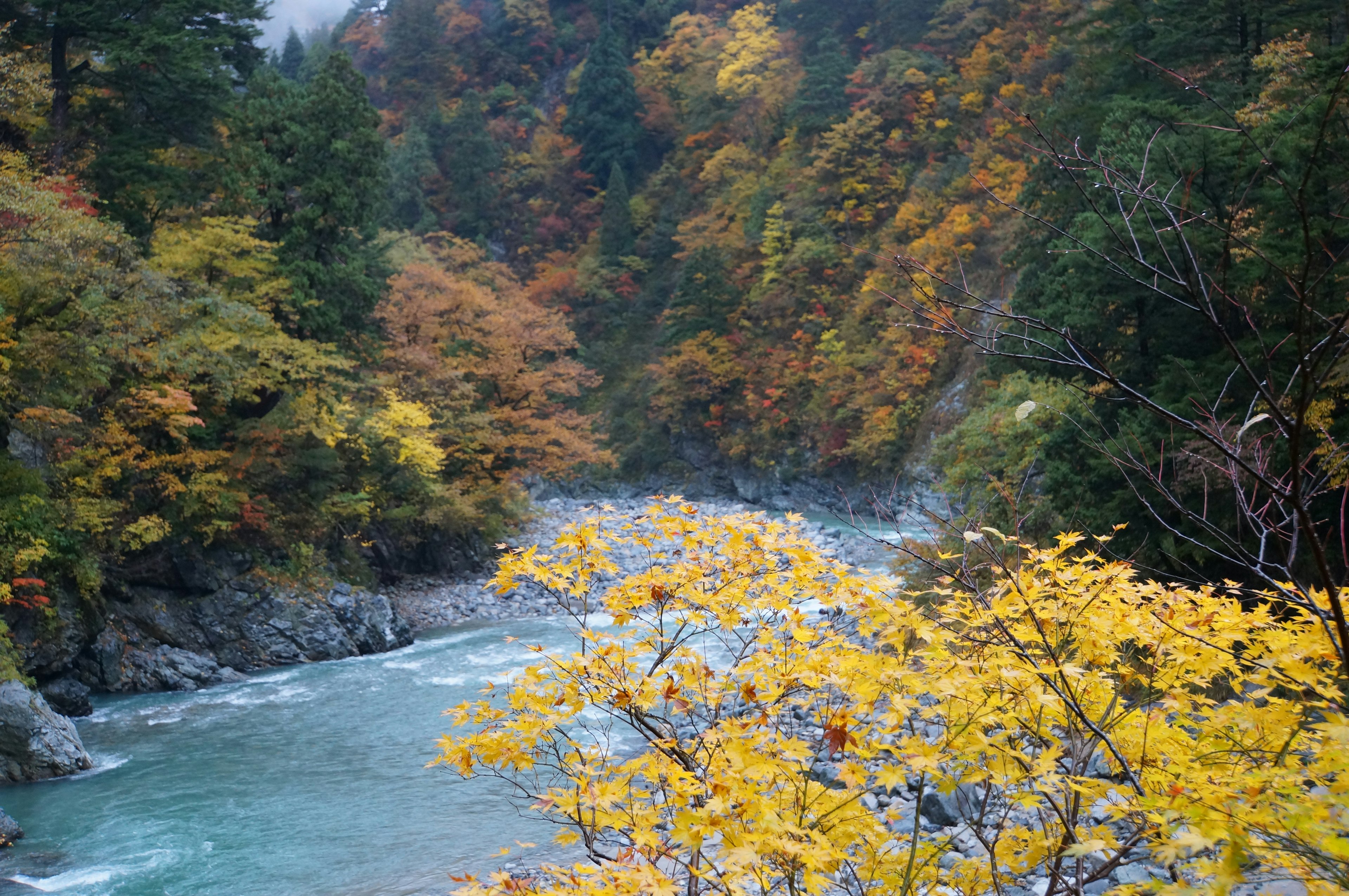 Paesaggio autunnale pittoresco con un fiume blu e alberi con foglie gialle