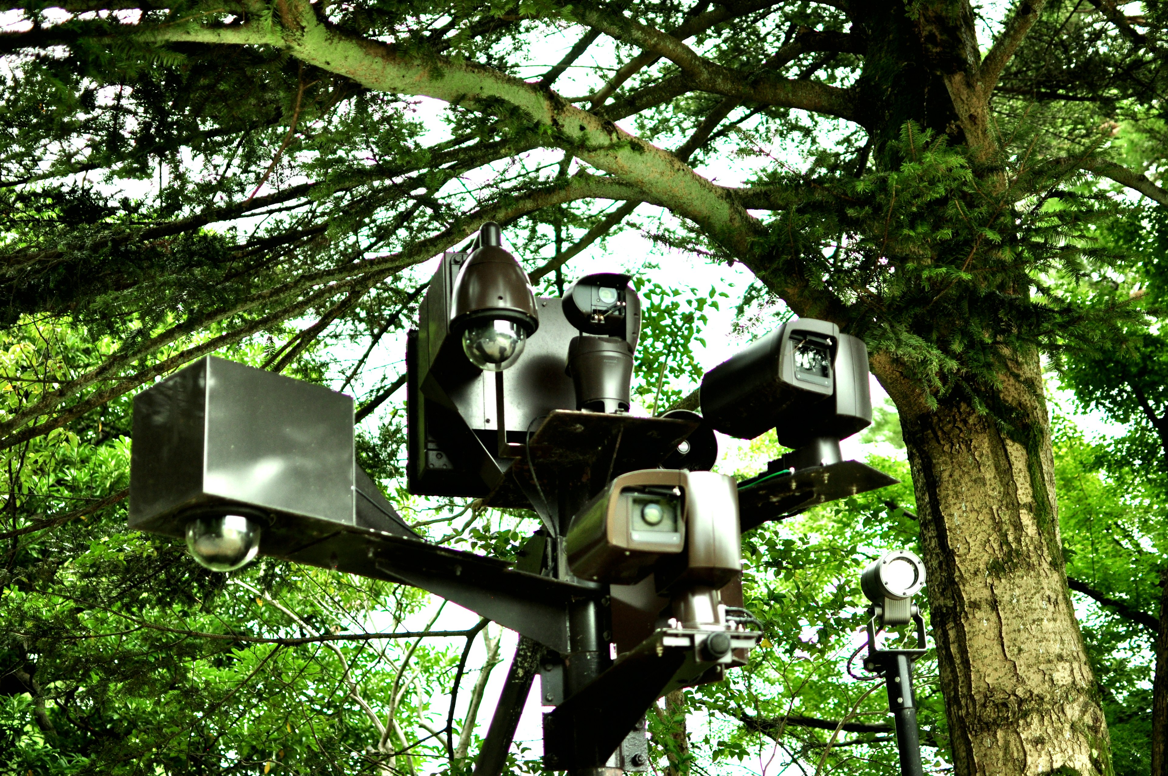 Nahaufnahme mehrerer Kameras und Beleuchtungseinrichtungen, die unter einem Baum montiert sind