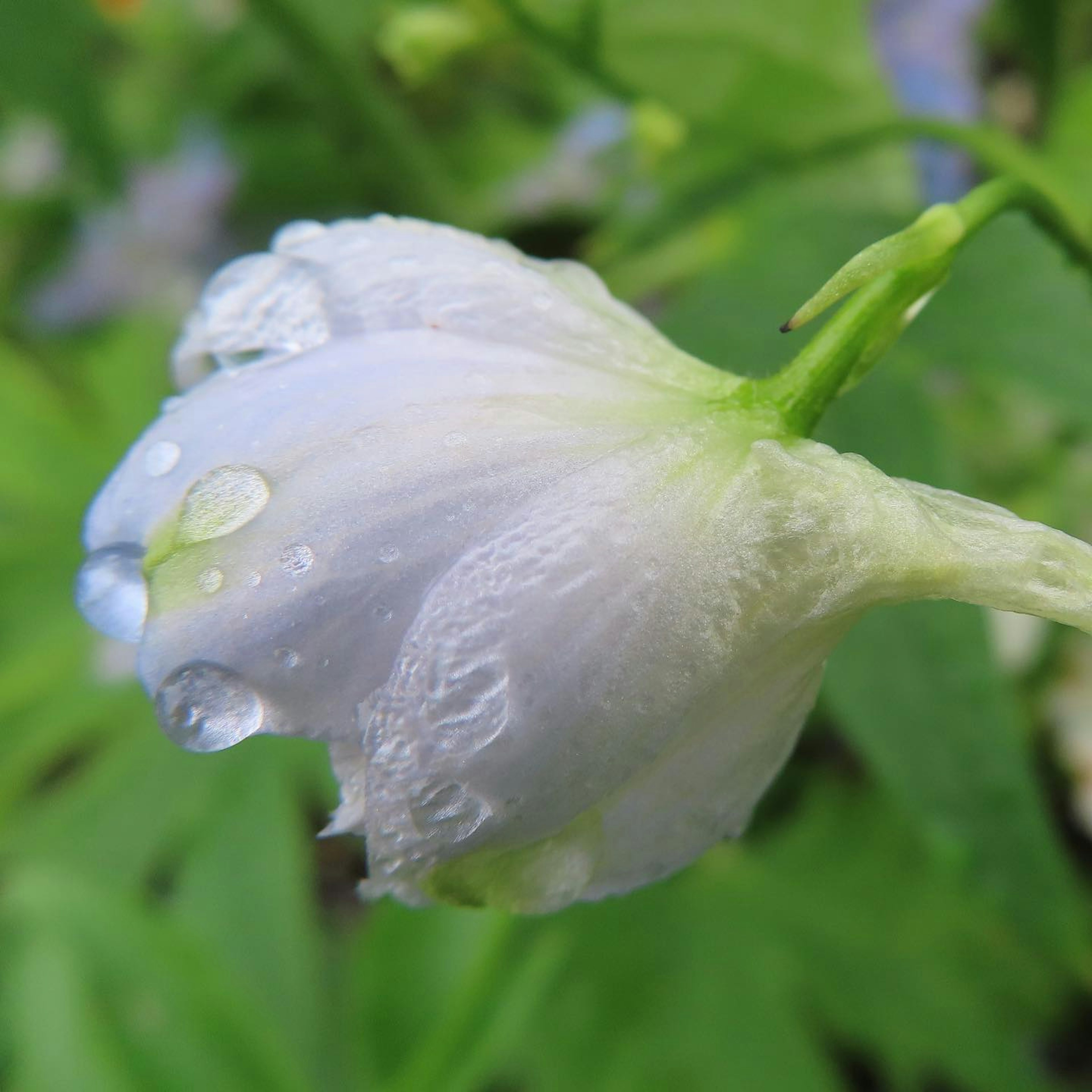 Gros plan d'une fleur blanche avec des gouttes d'eau sur un fond de feuilles vertes