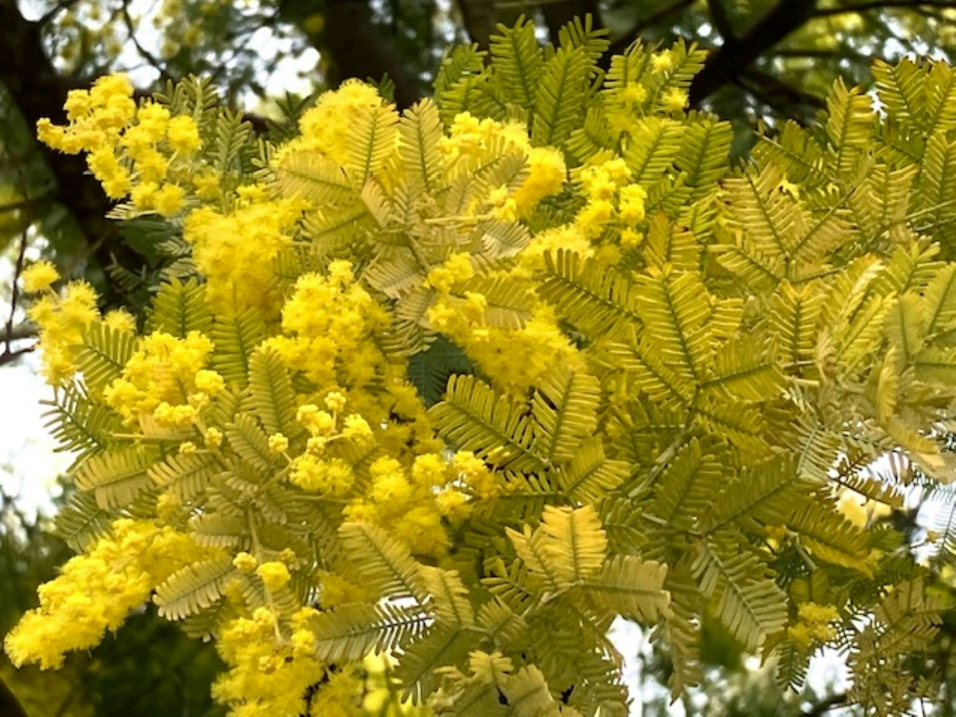 Rama con flores y hojas de mimosa amarilla vibrante