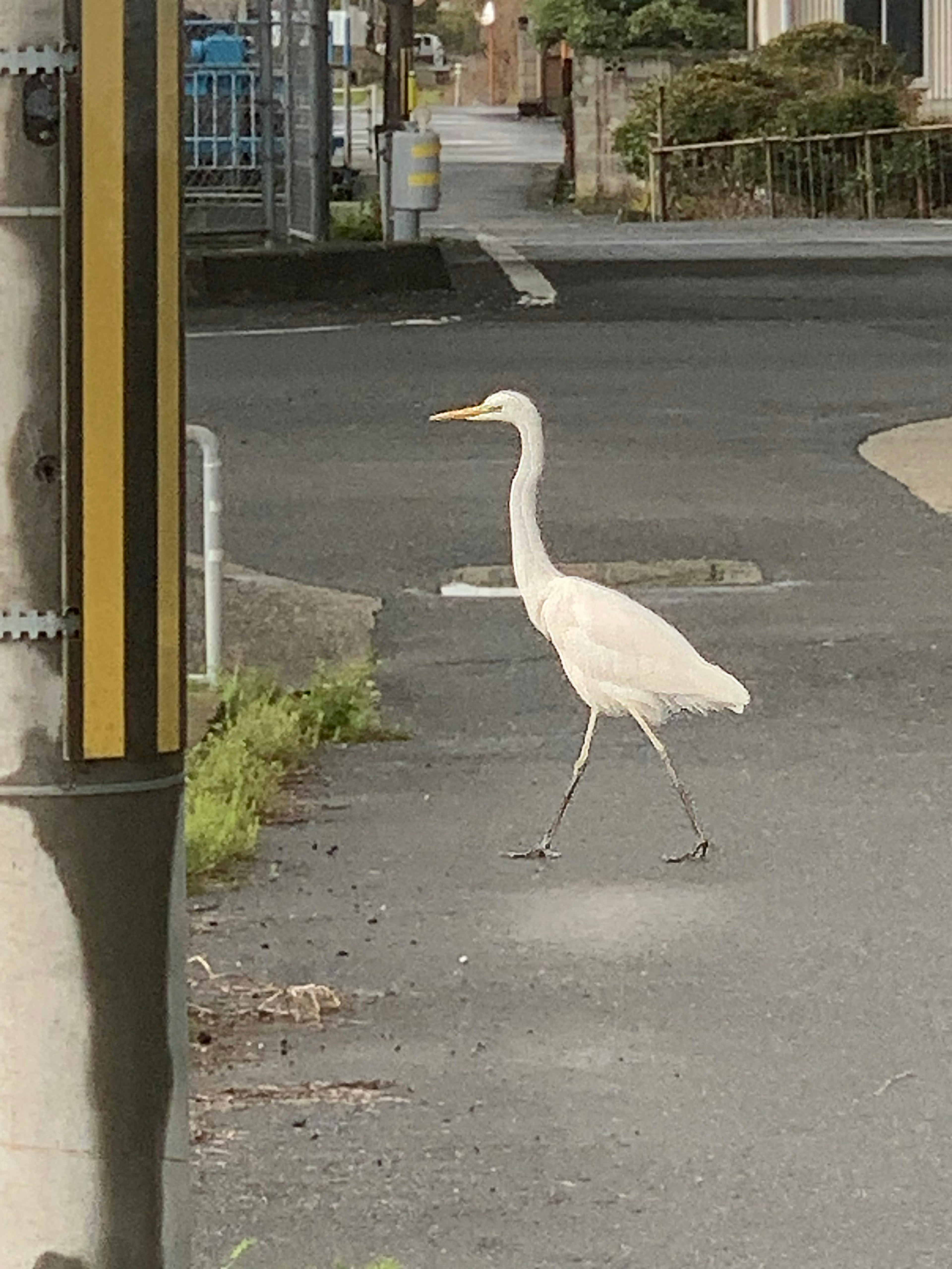 Seekor bangau putih berjalan di jalan