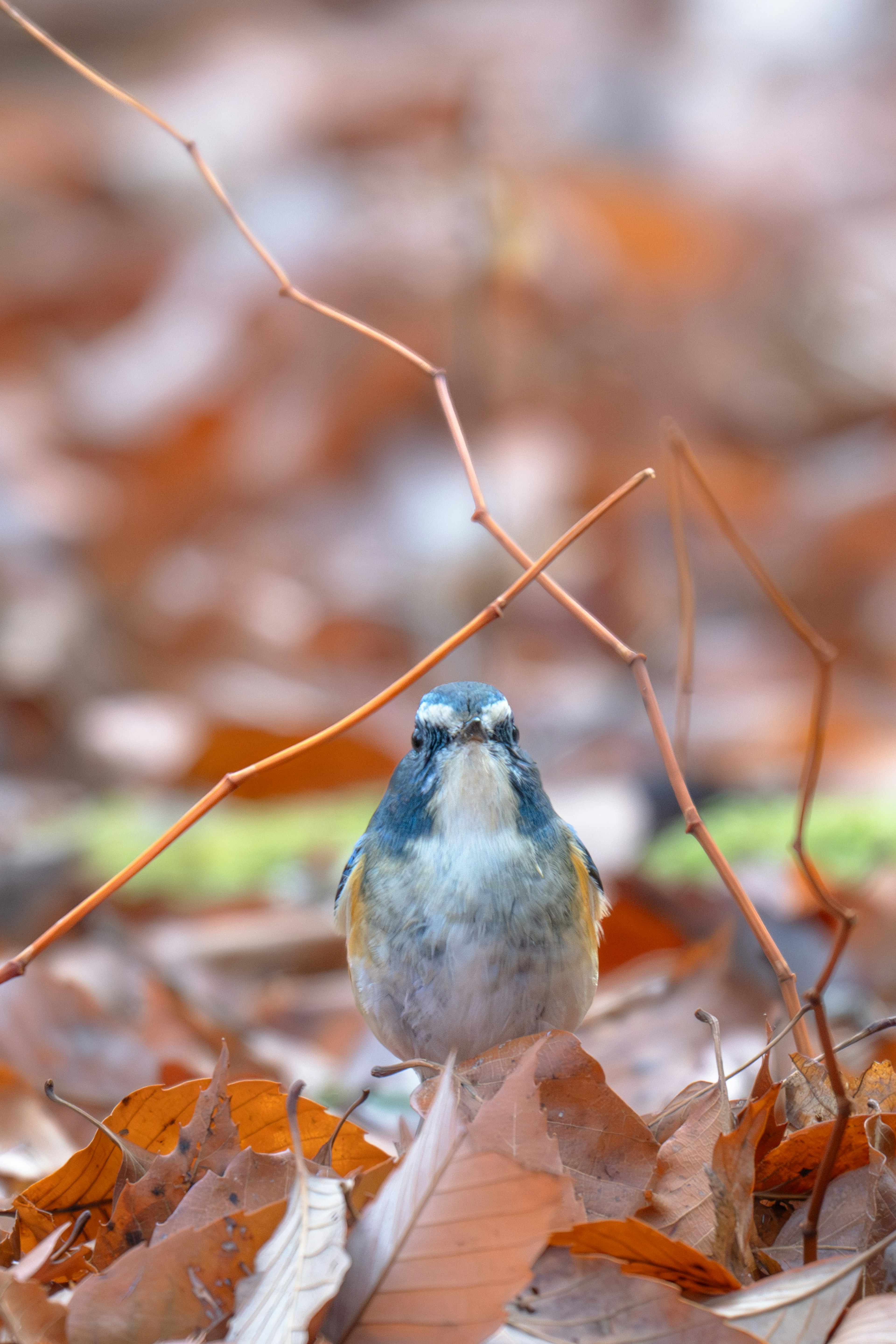 落ち葉の中に立つ青い鳥の姿