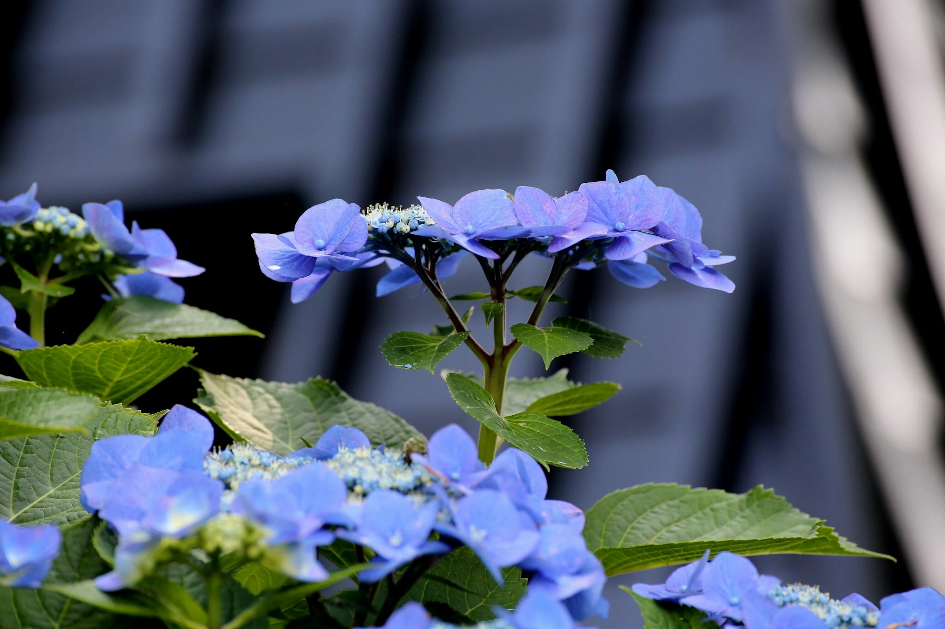 Blaue Blütenpflanze mit verschwommenem Gebäudehintergrund