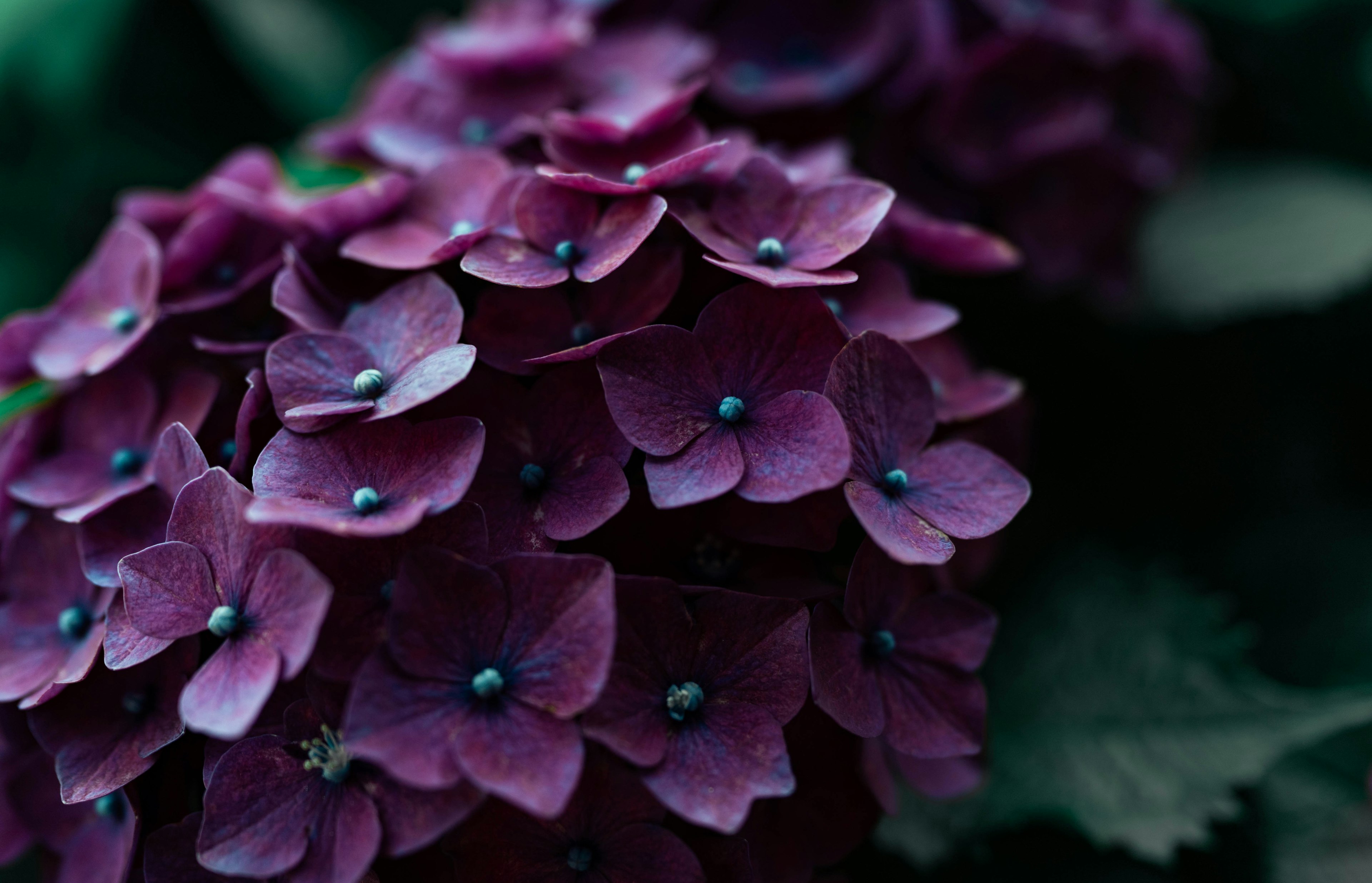 Imagen en primer plano de flores de hortensia con pétalos morados profundos