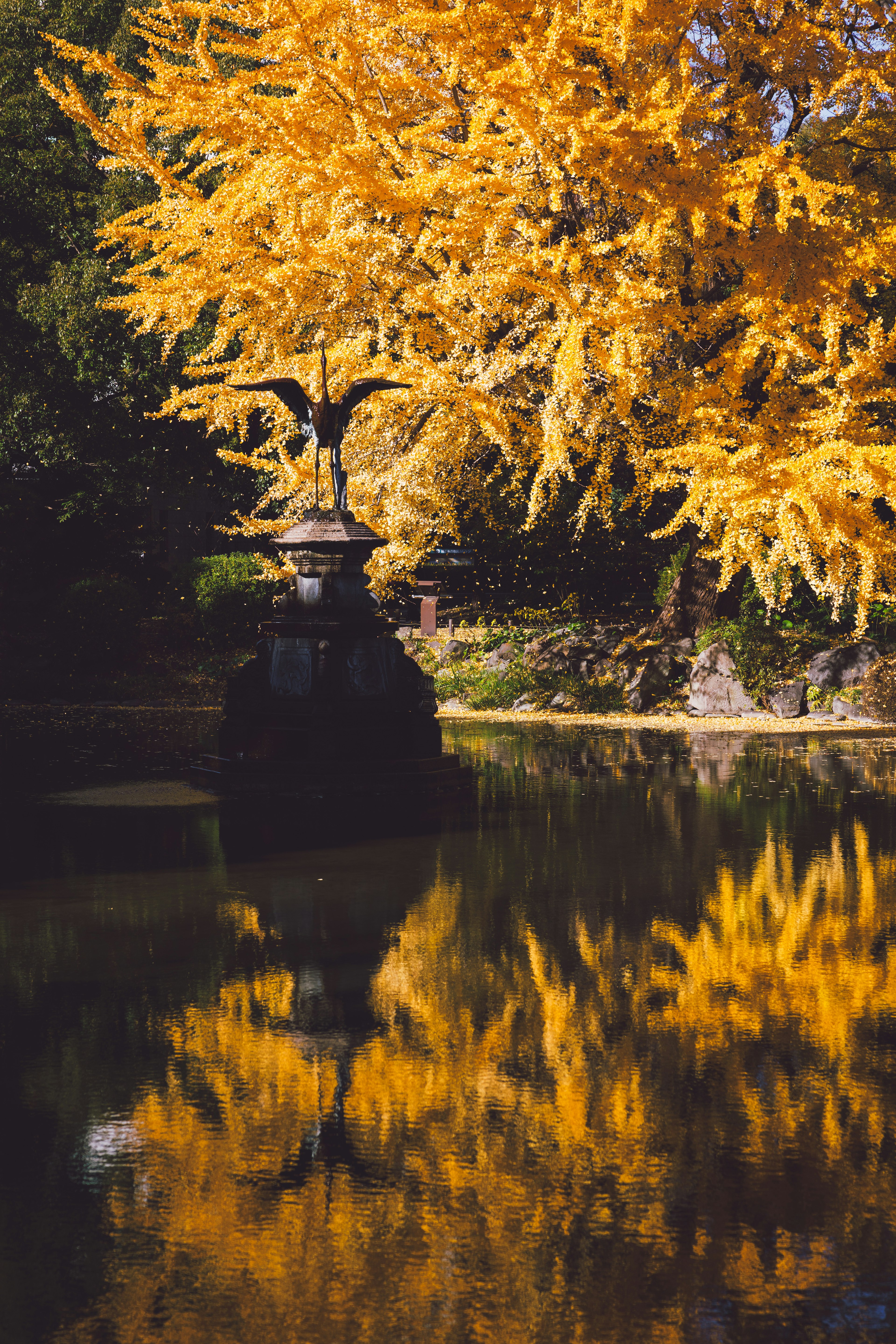 Beautiful autumn yellow tree with its reflection on the water surface