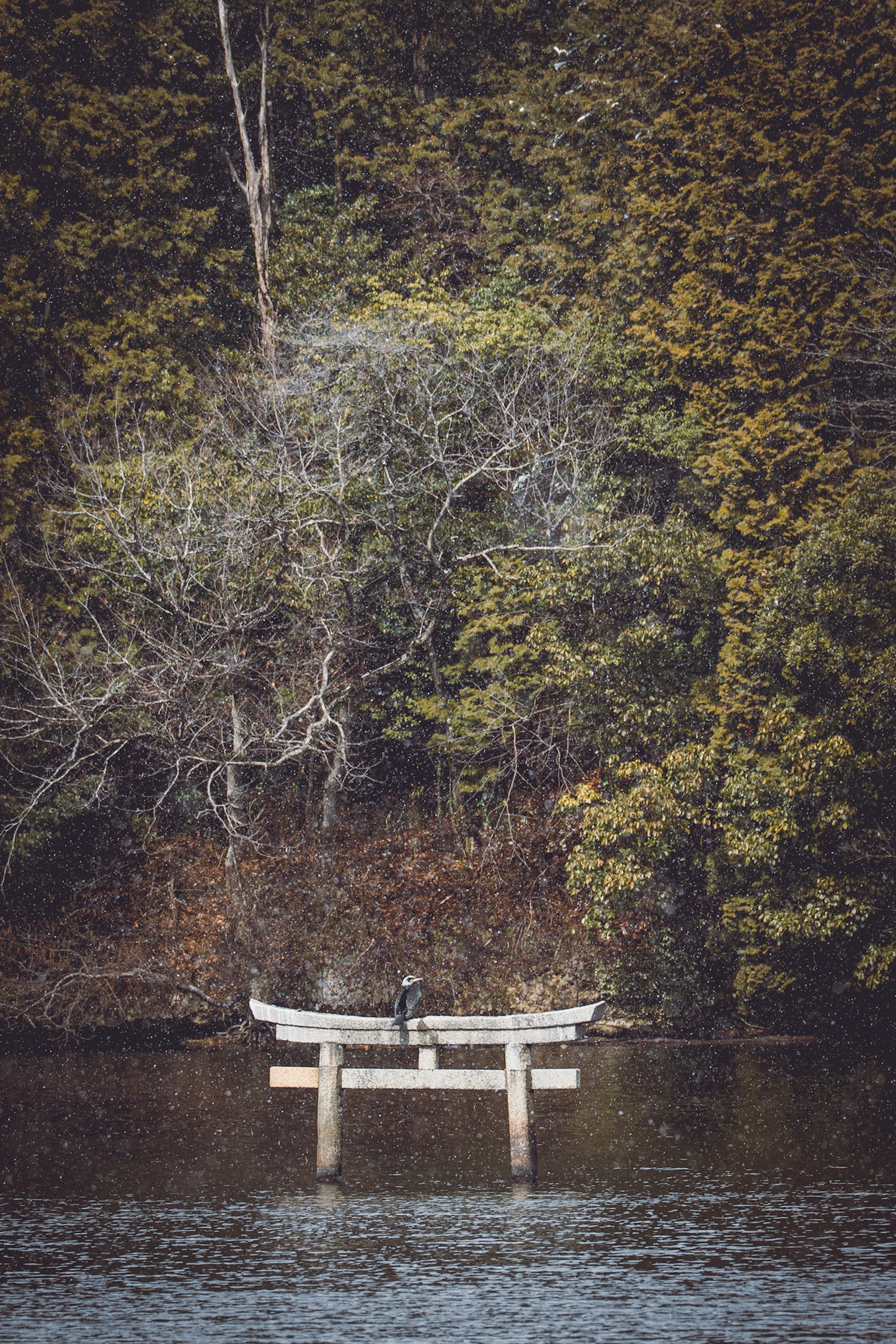 Torii am Ufer eines ruhigen Sees umgeben von Bäumen