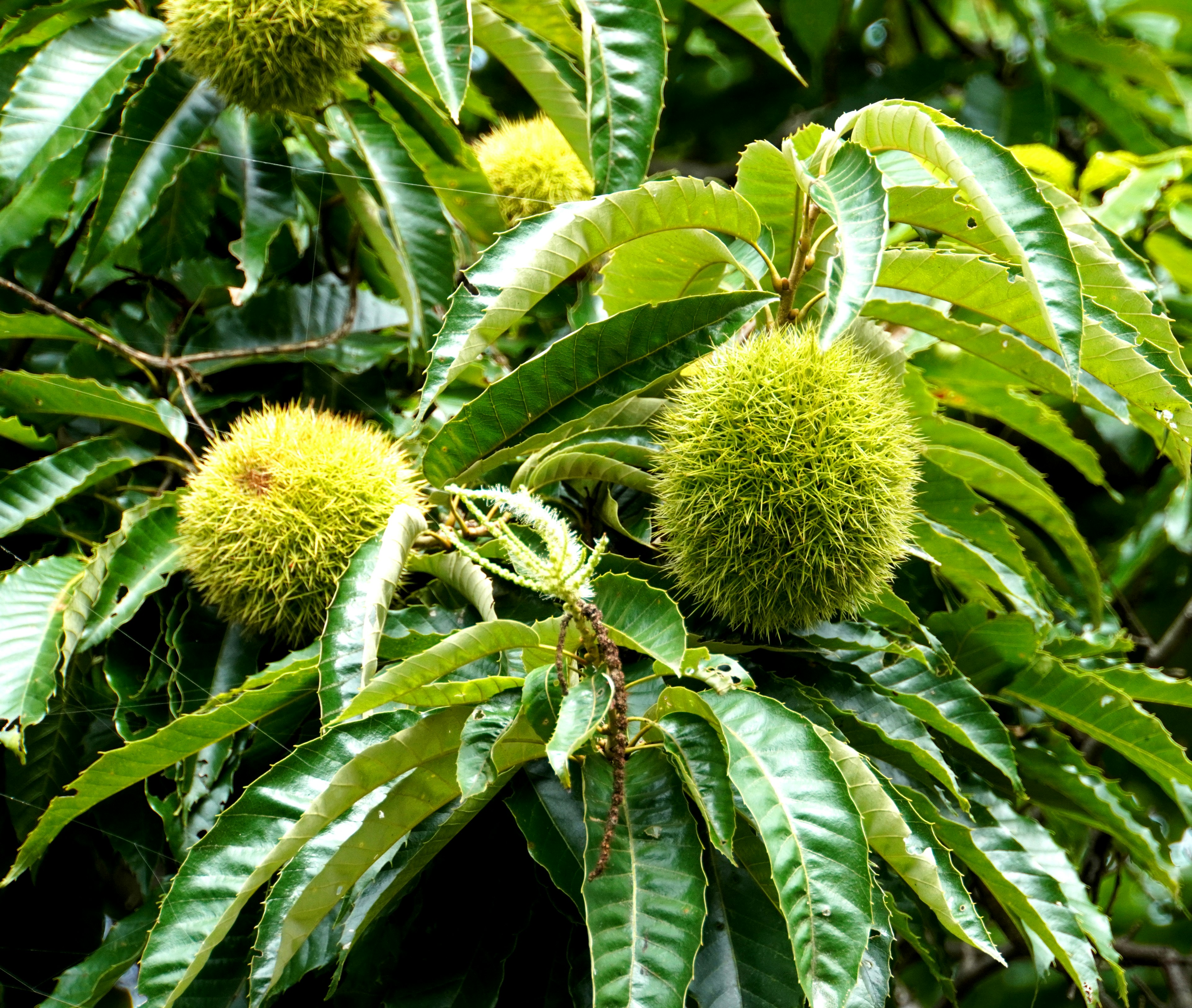 Round green chestnut burrs surrounded by lush green leaves