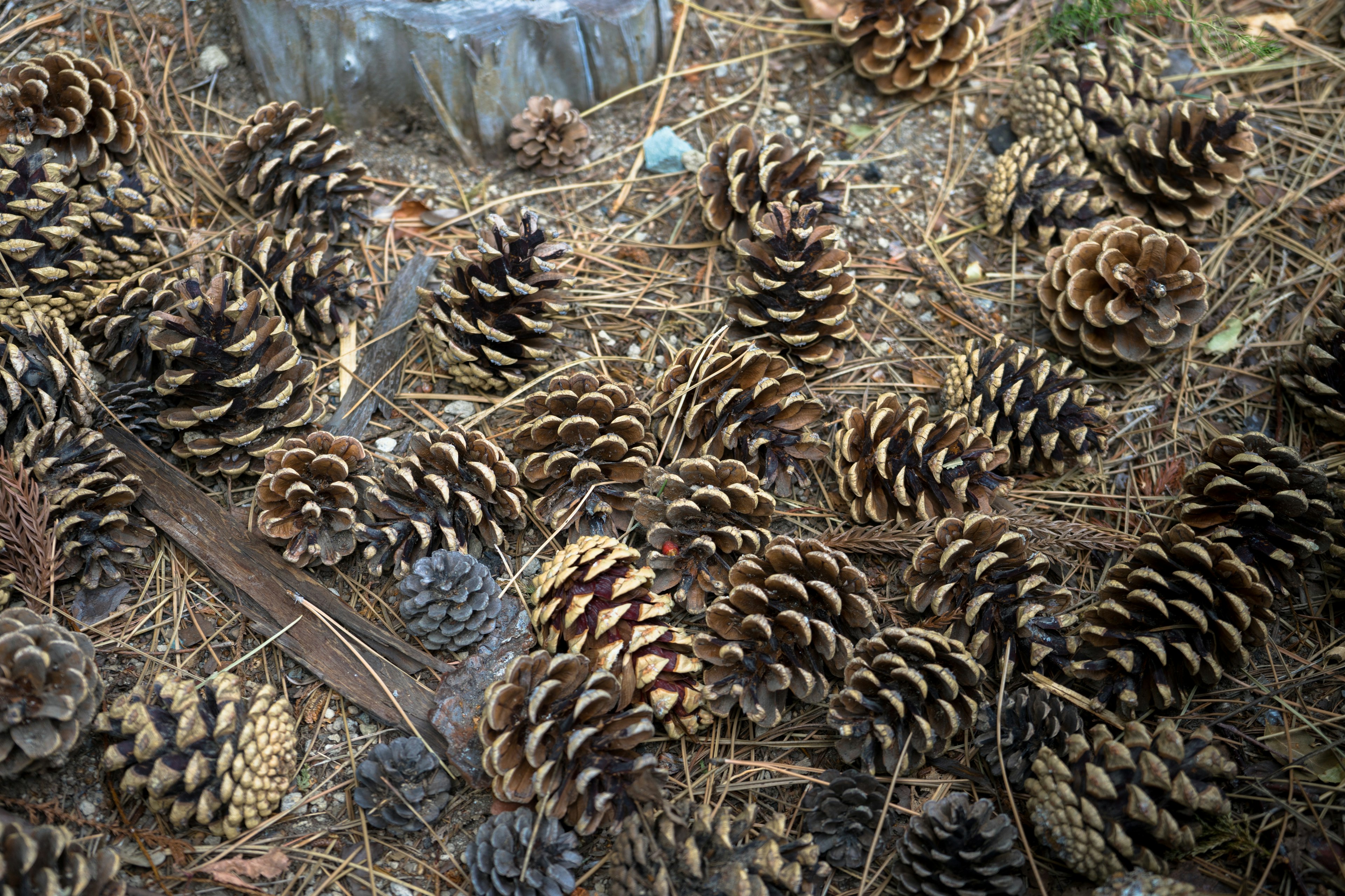 Pine cones scattered on the ground