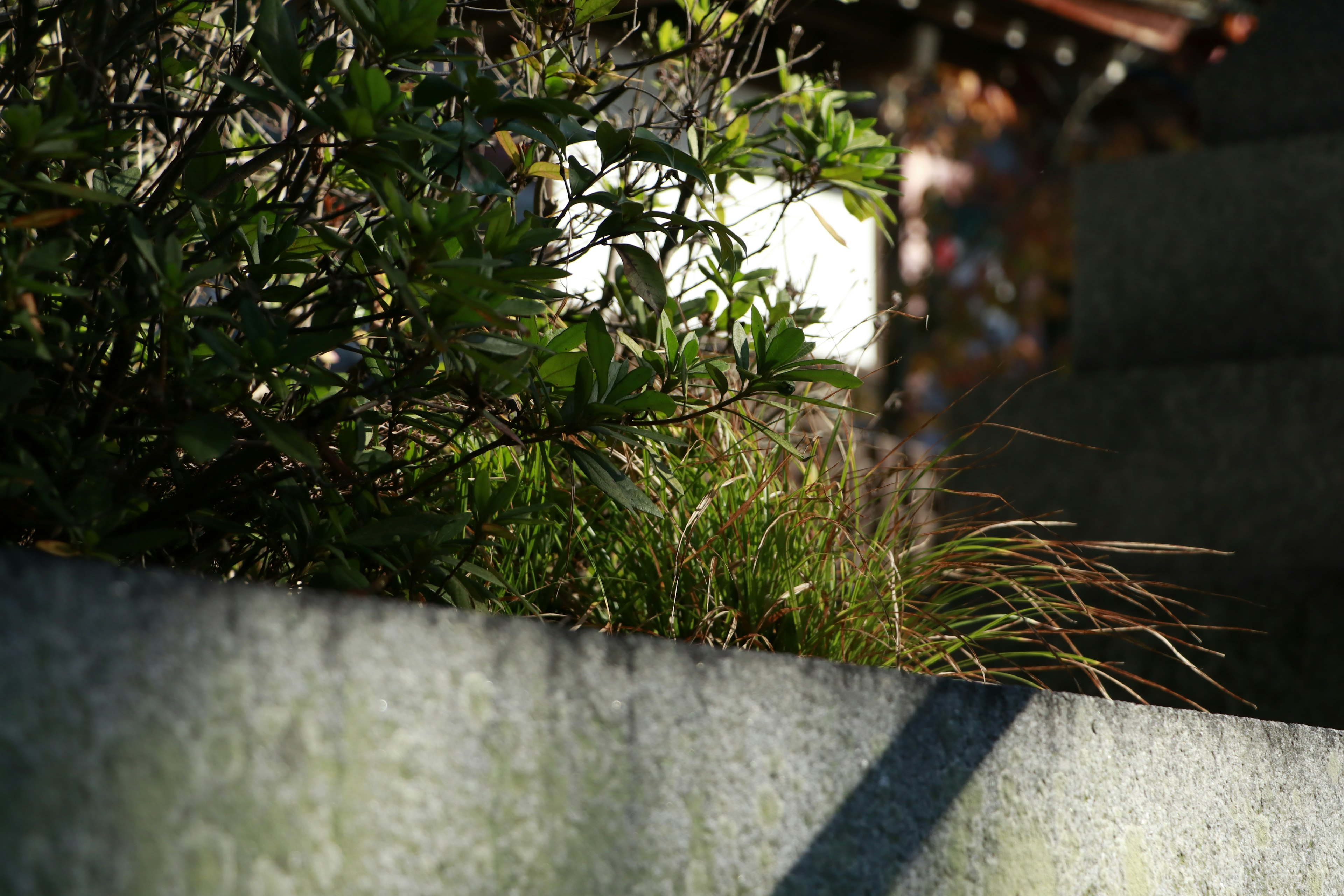 Quiet scene featuring green plants and a stone wall