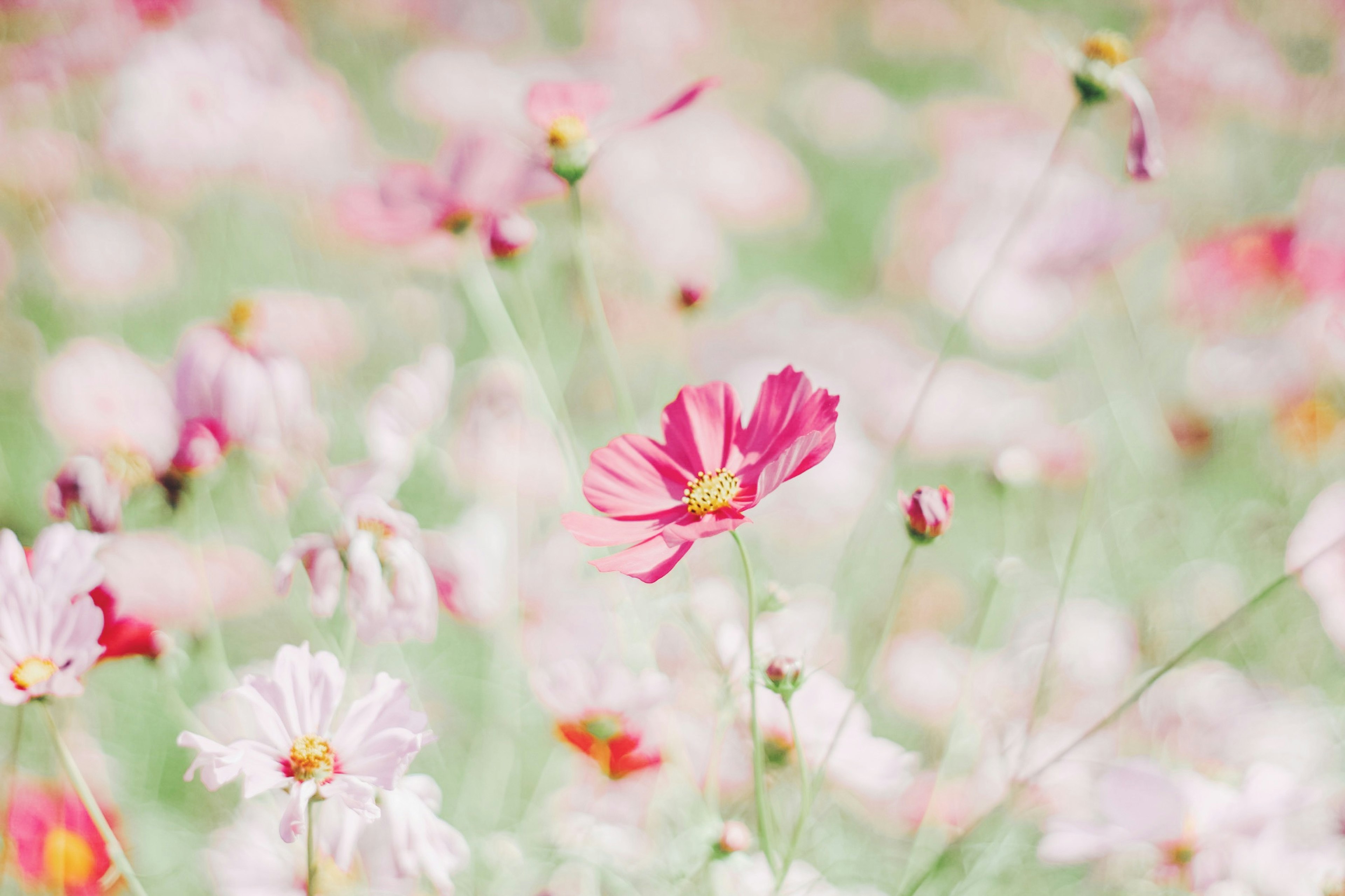 Ein lebhaftes Blumenfeld mit einer herausragenden rosa Blume vor einem sanften Hintergrund