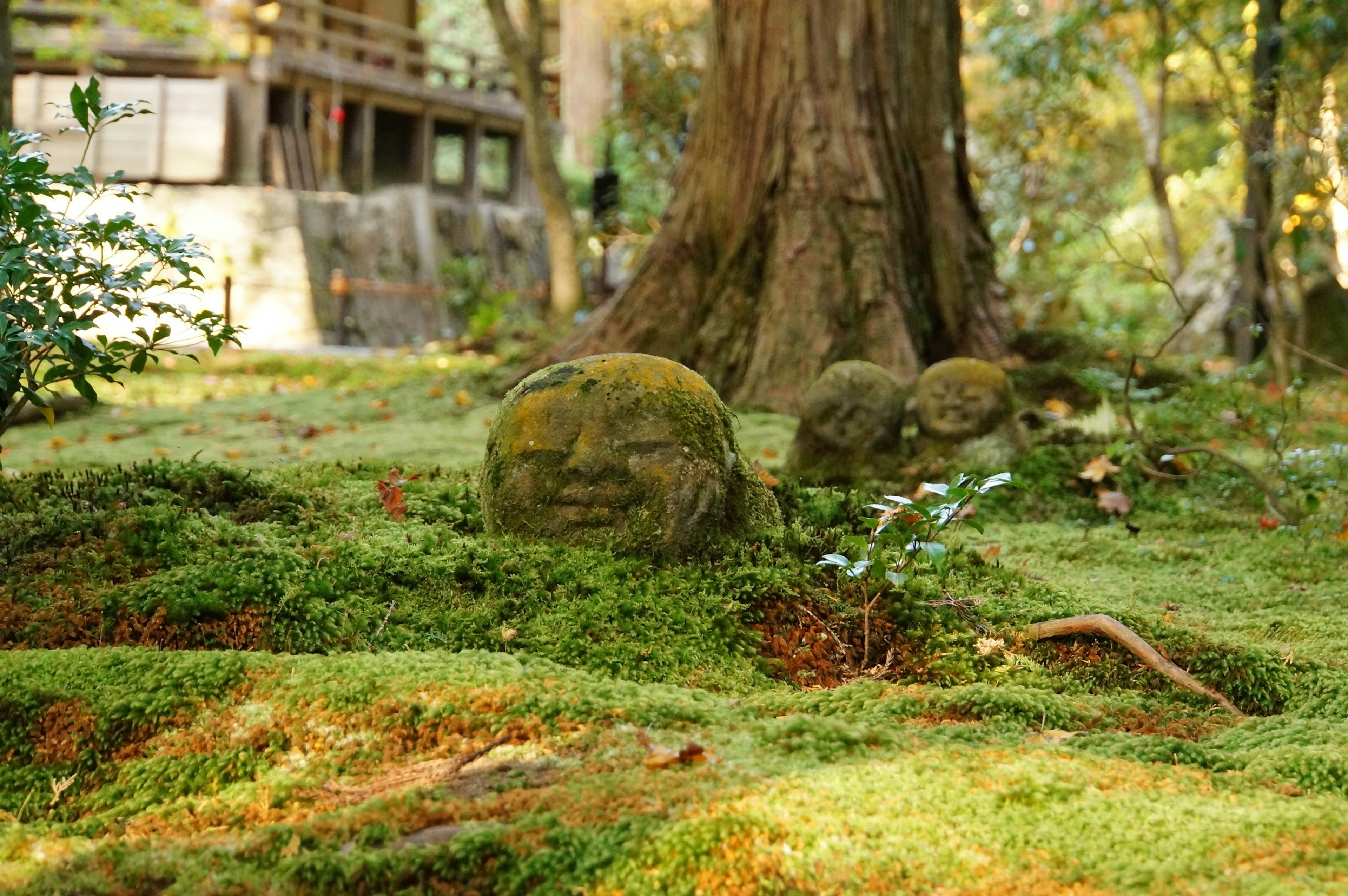 苔むした岩の近くにある木々と古い建物の風景