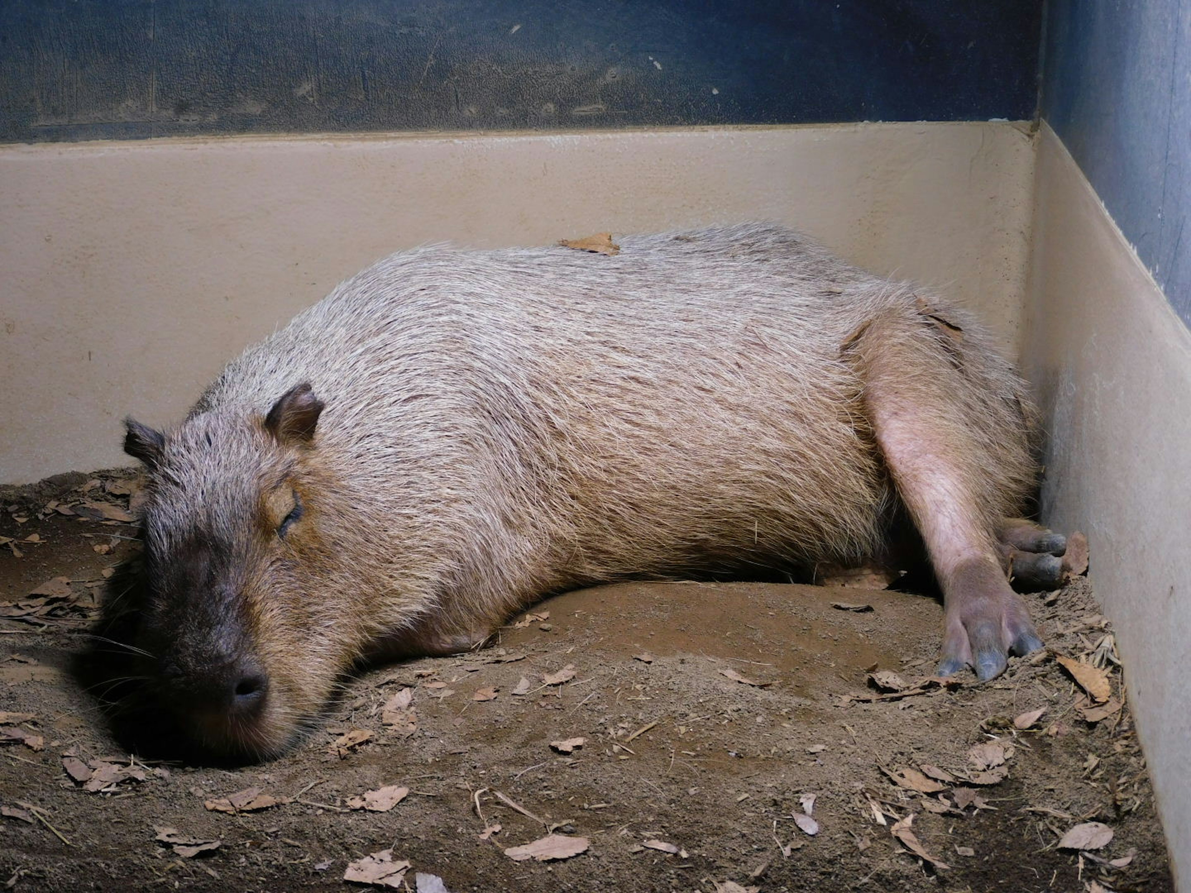 Un capybara endormi couché sur le sol