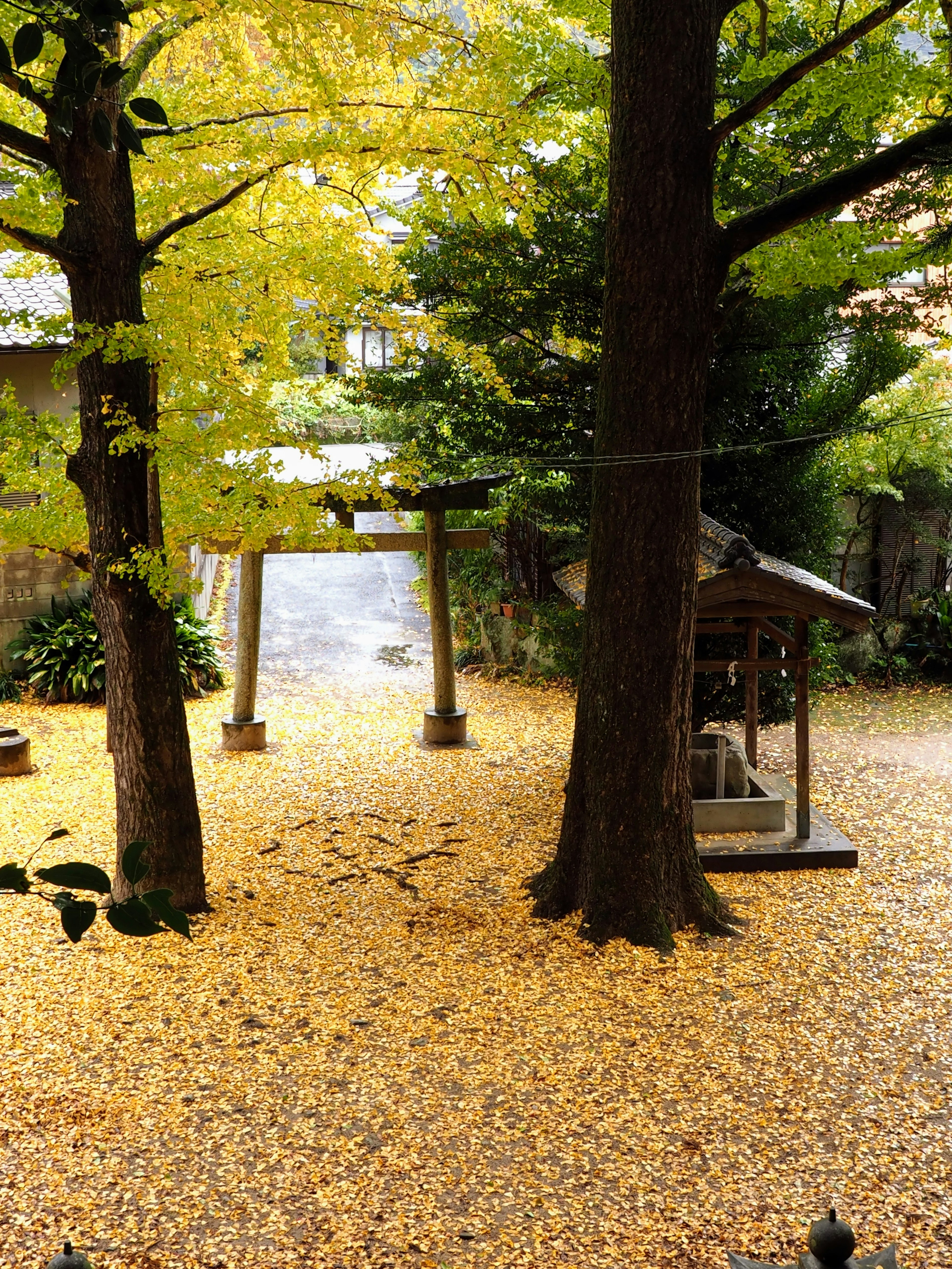 Patio de santuario sereno cubierto de hojas amarillas con dos grandes árboles y un torii