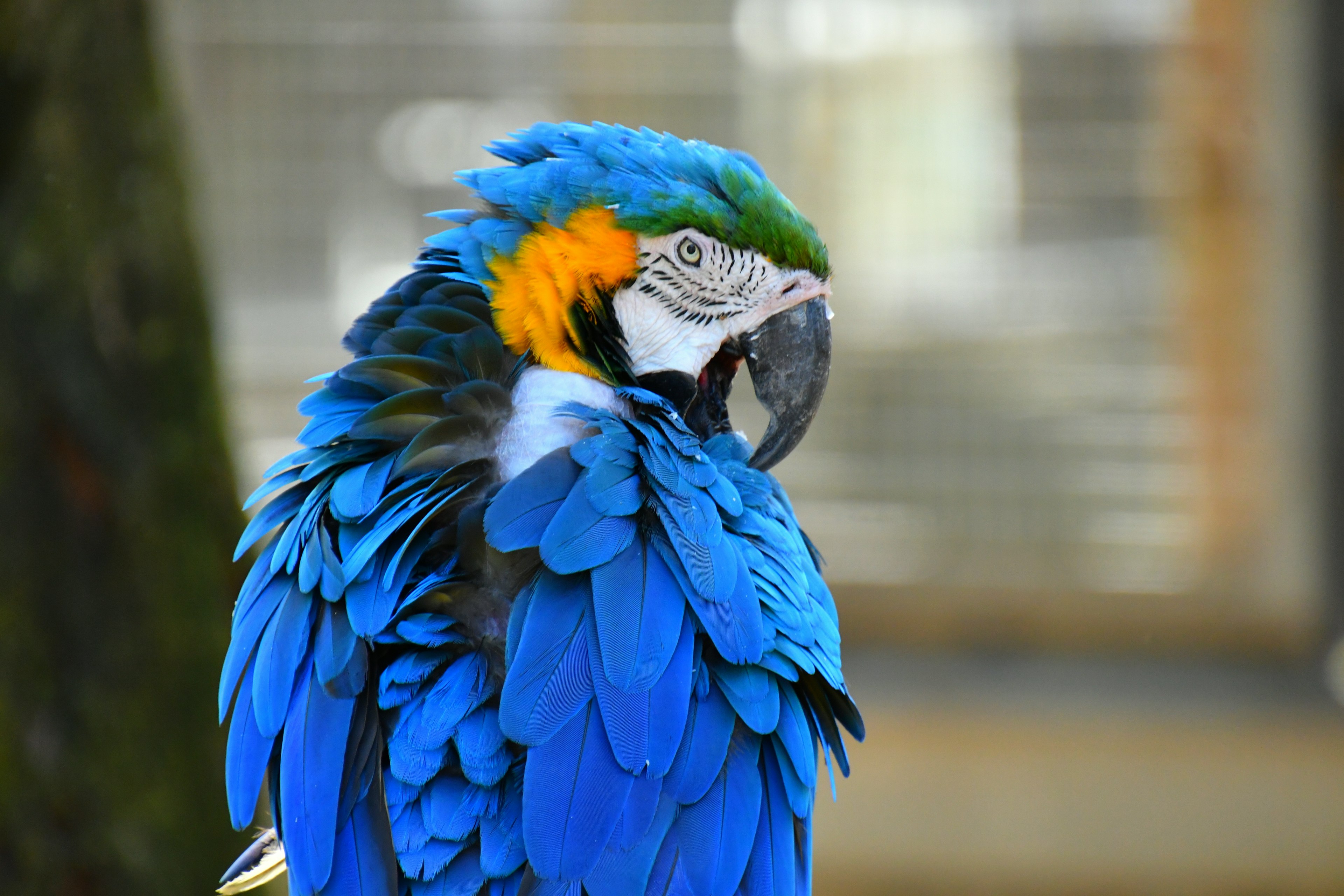 Gambar close-up burung beo dengan bulu biru cerah