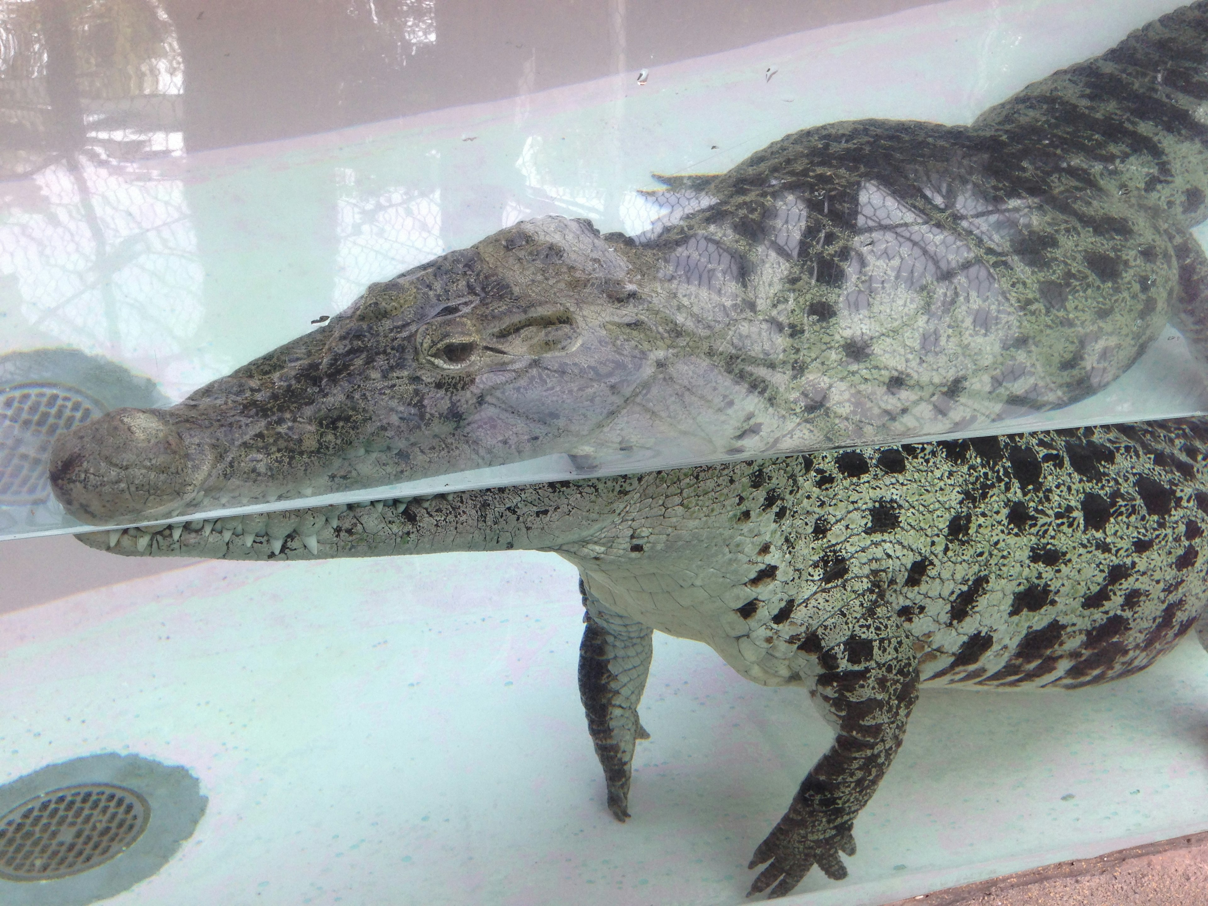 Two crocodiles swimming in a transparent tank